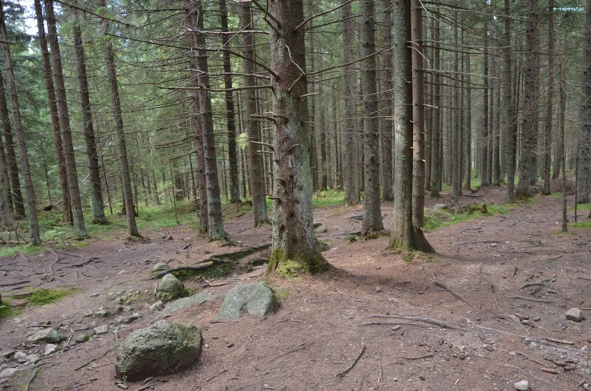 Kamienie, Szlak, Drzewa
