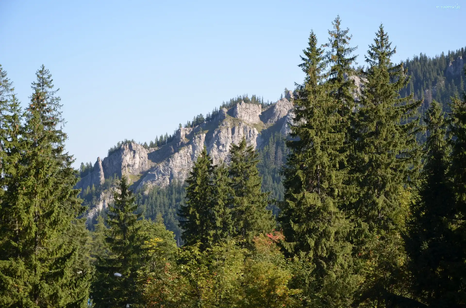 Drzewa, Góry