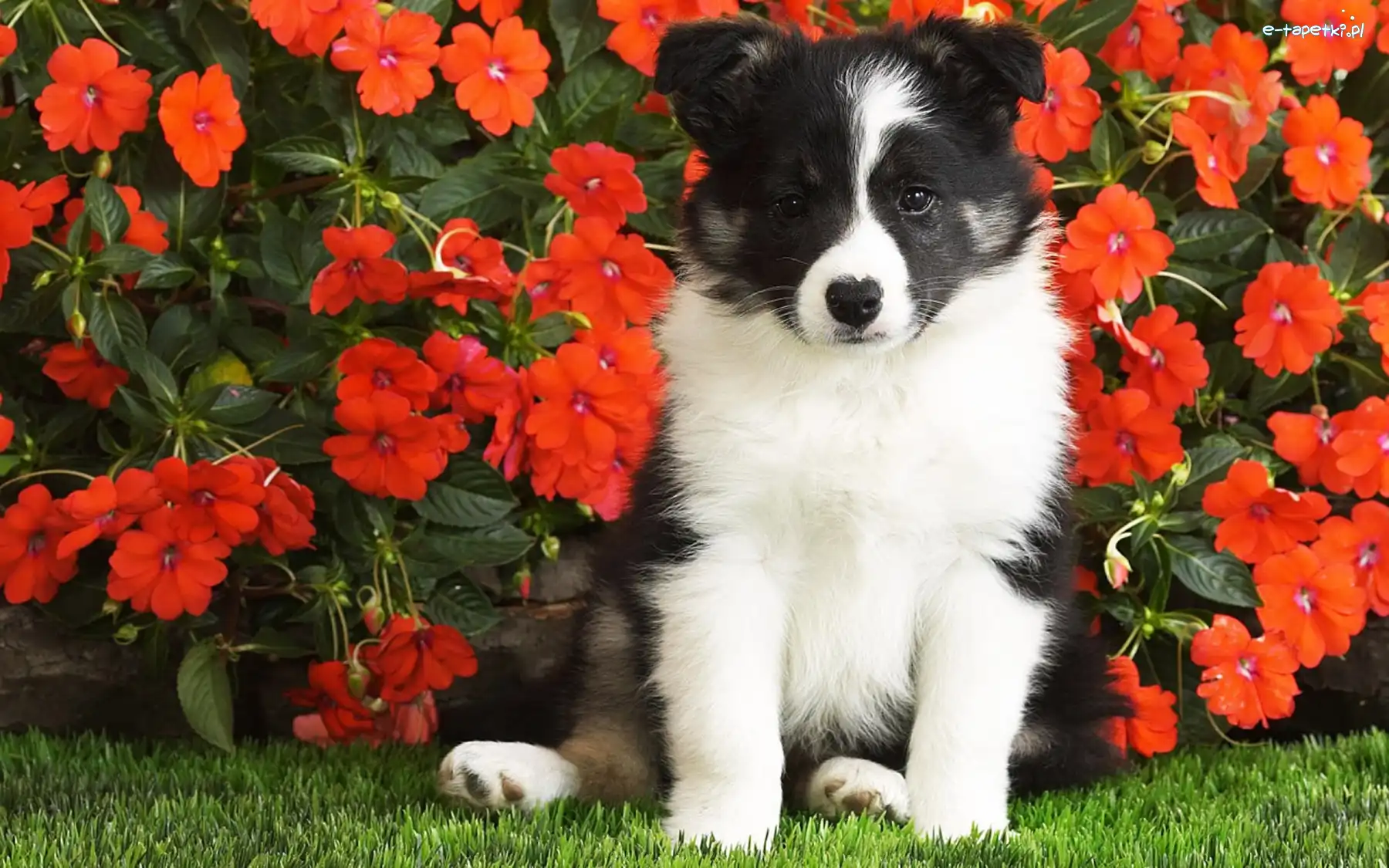 Border Collie, Kwiatki, Czerwone, Piesek