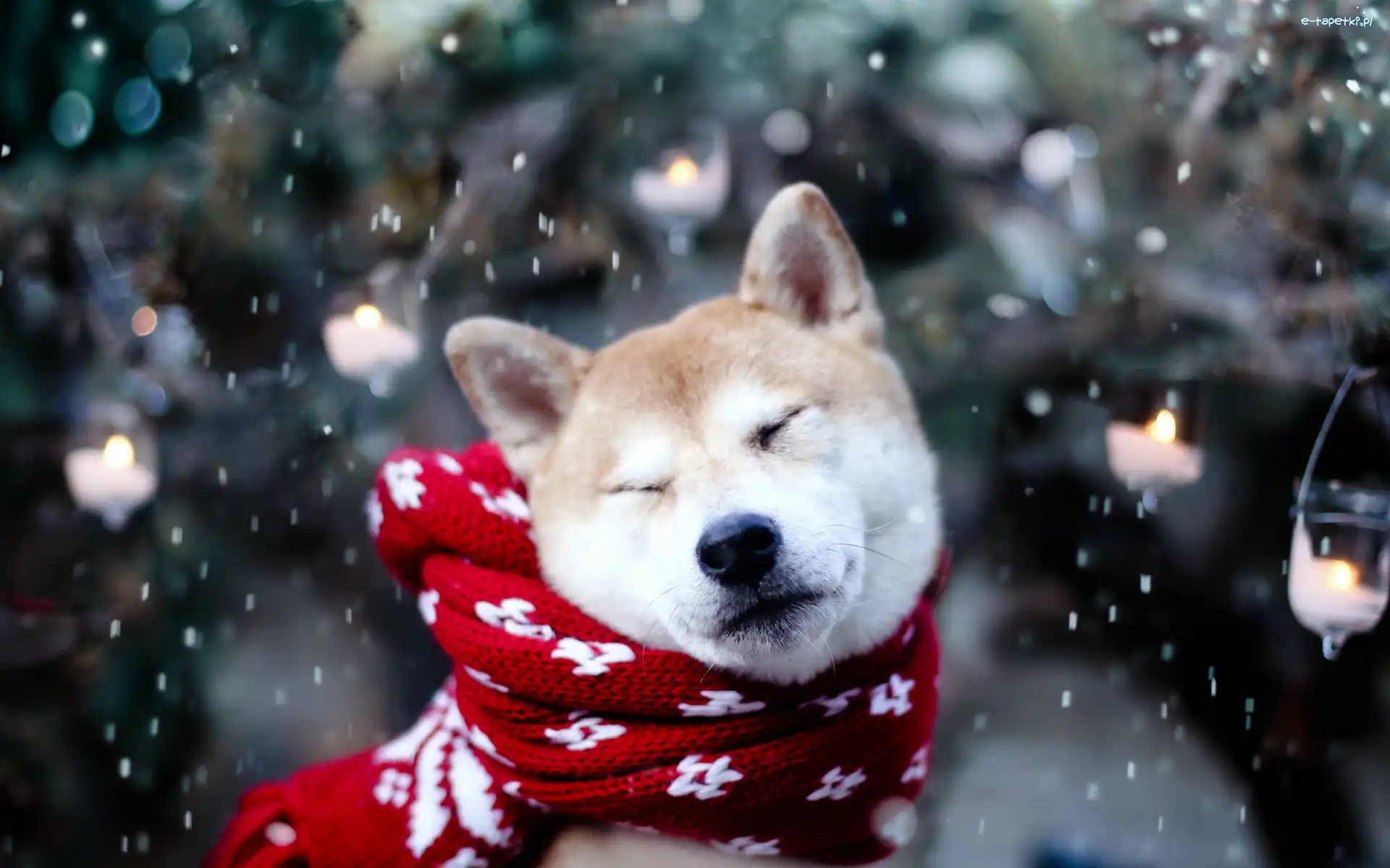 Akita Inu, Śnieg, Szalik, Pies