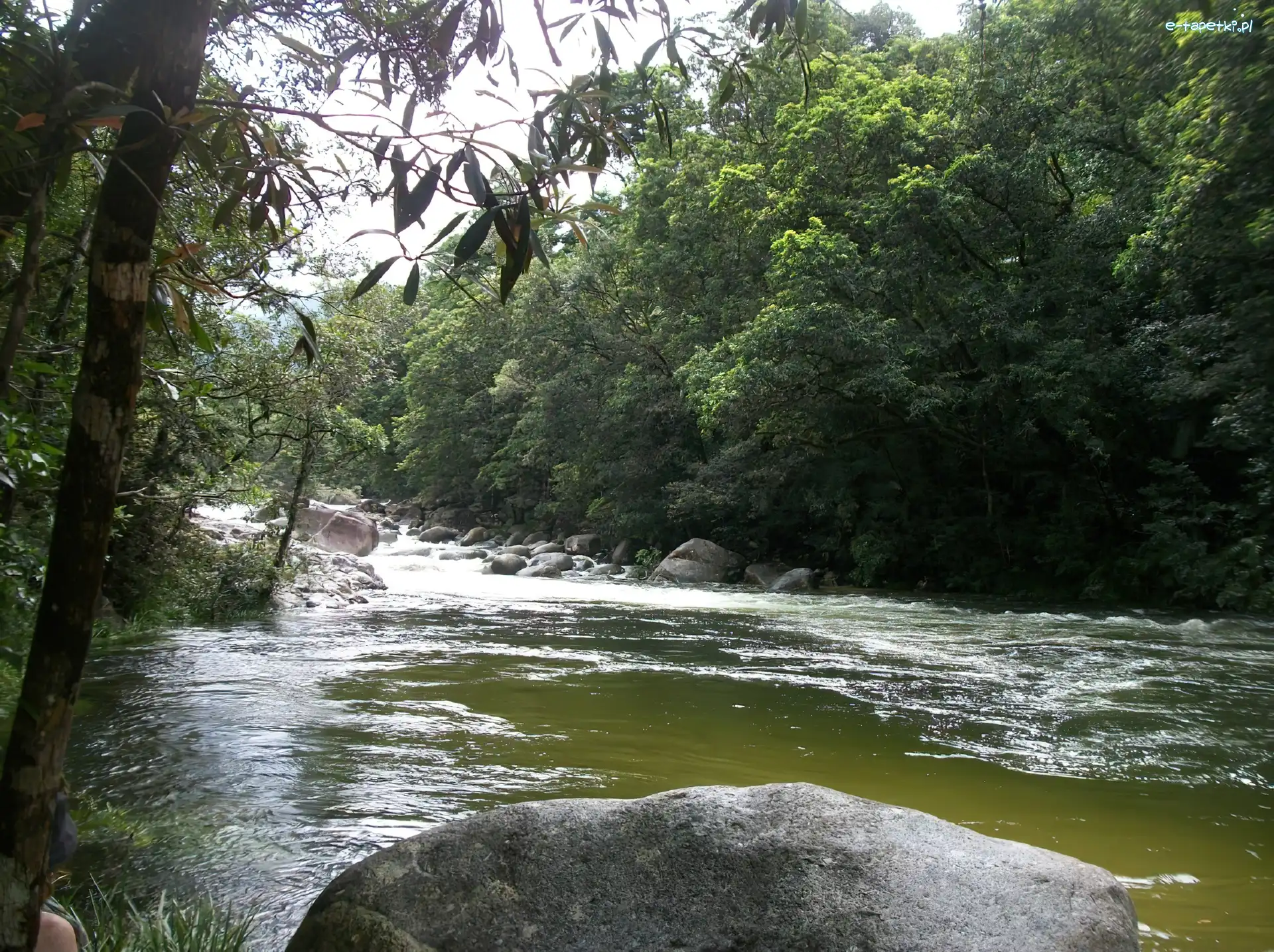 Rzeka, Drzewa, Kamienie, Australia, Mossman