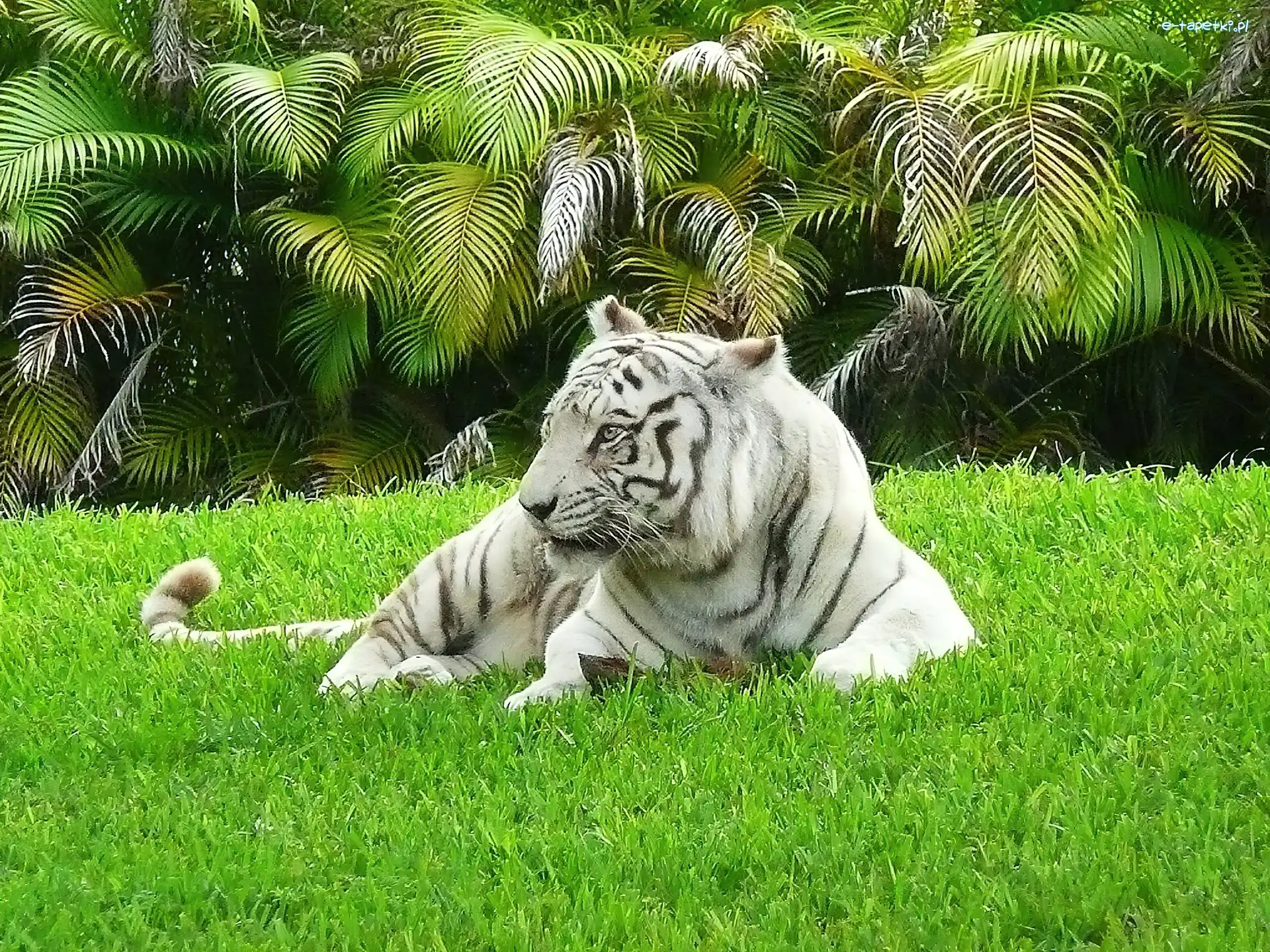Palmy, Trawa, Tygrys Bengalski