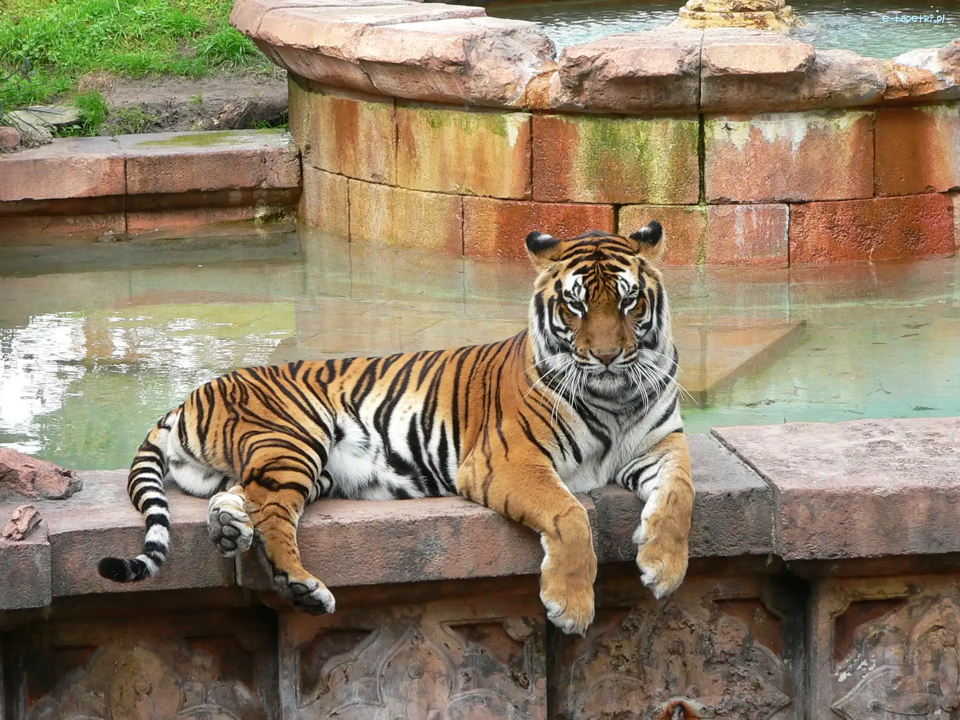 Bengalski, ZOO, Basen, Tygrys