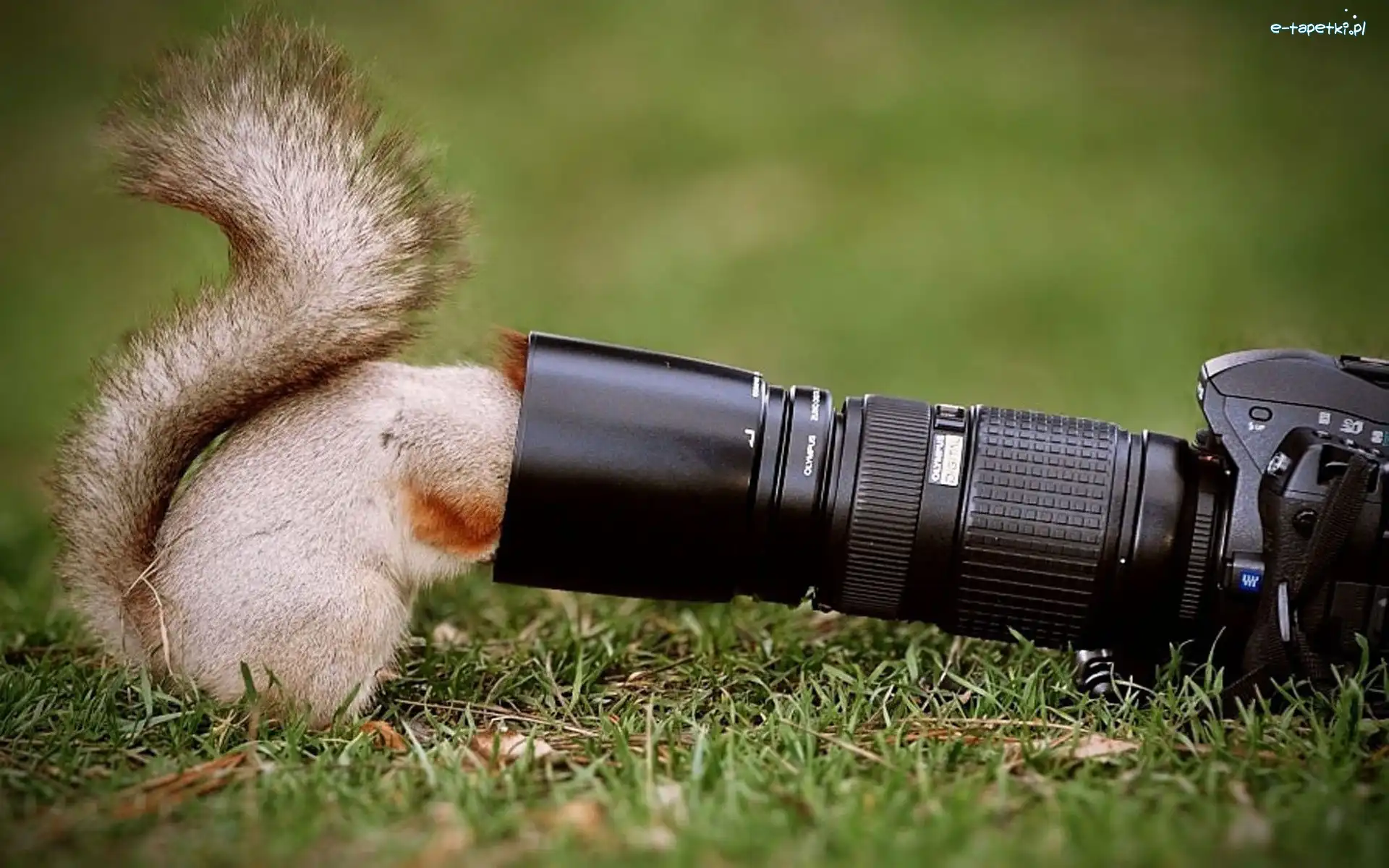 Fotograficzny, Aparat, Wiewiórka