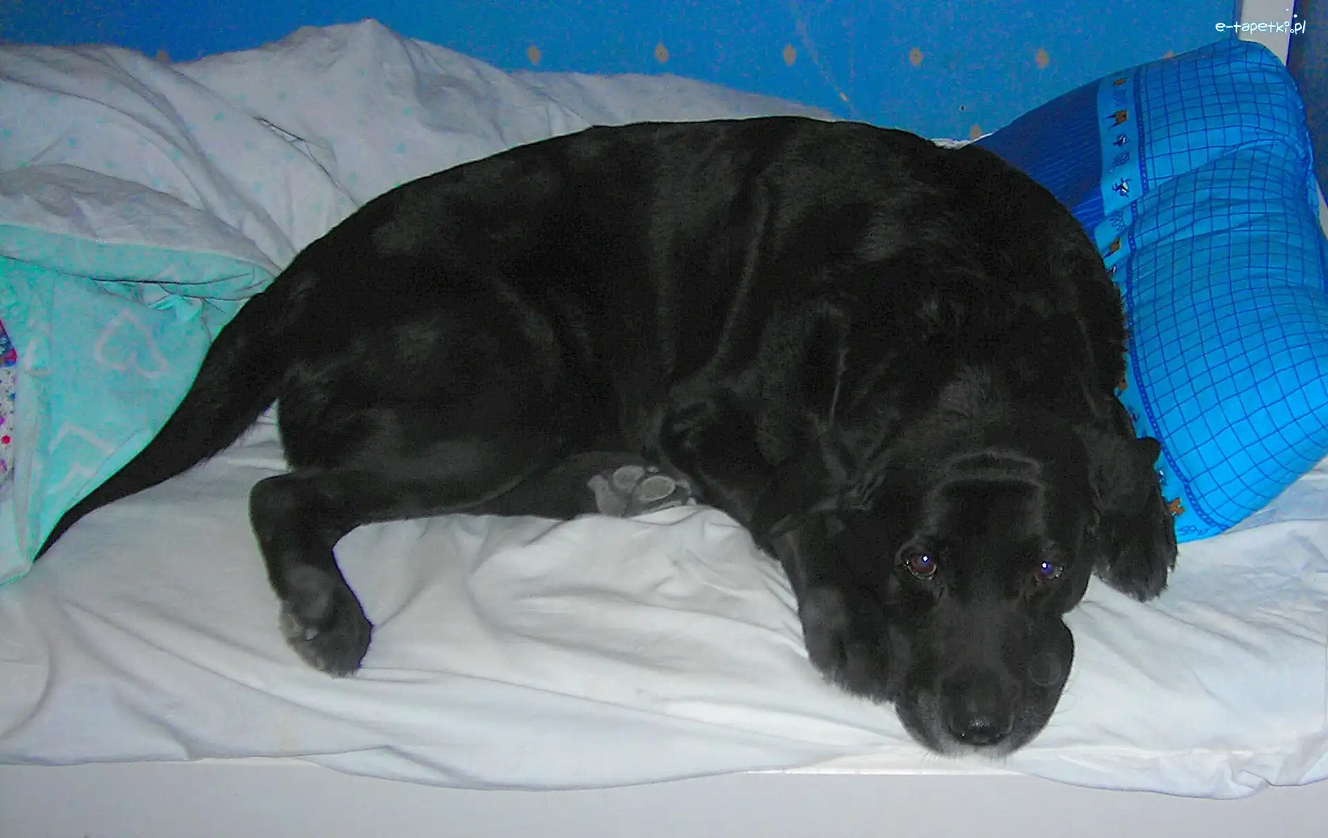 Pościel, Labrador Retriever, Czarny