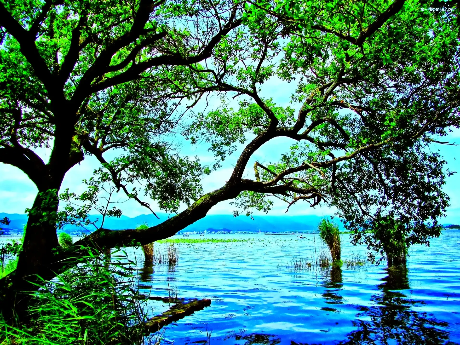 Jezioro, Drzewa