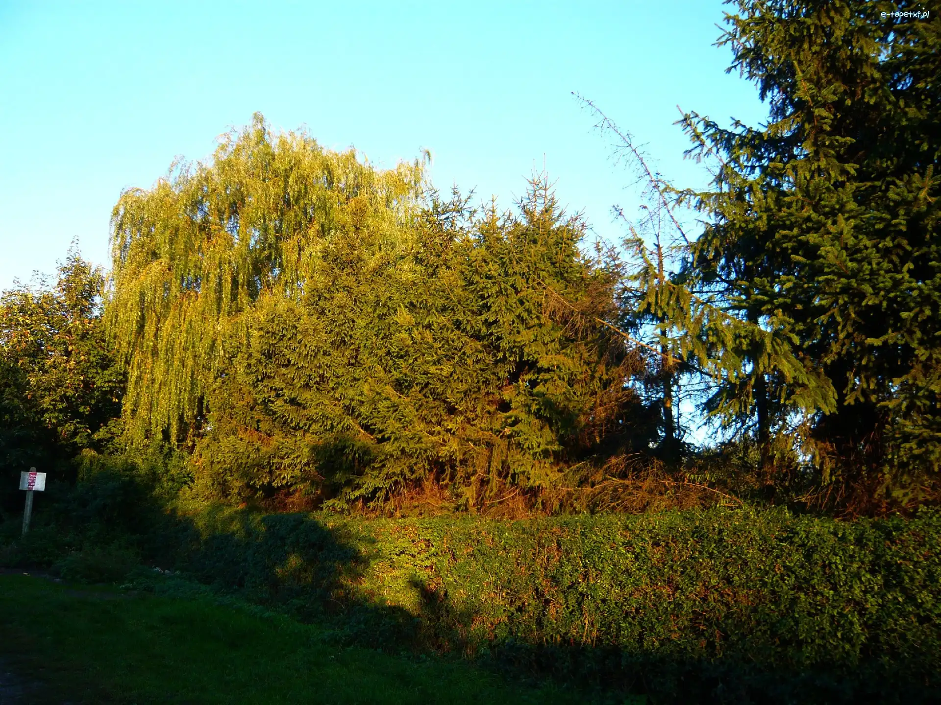 Rośliny, Liście, Drzewa