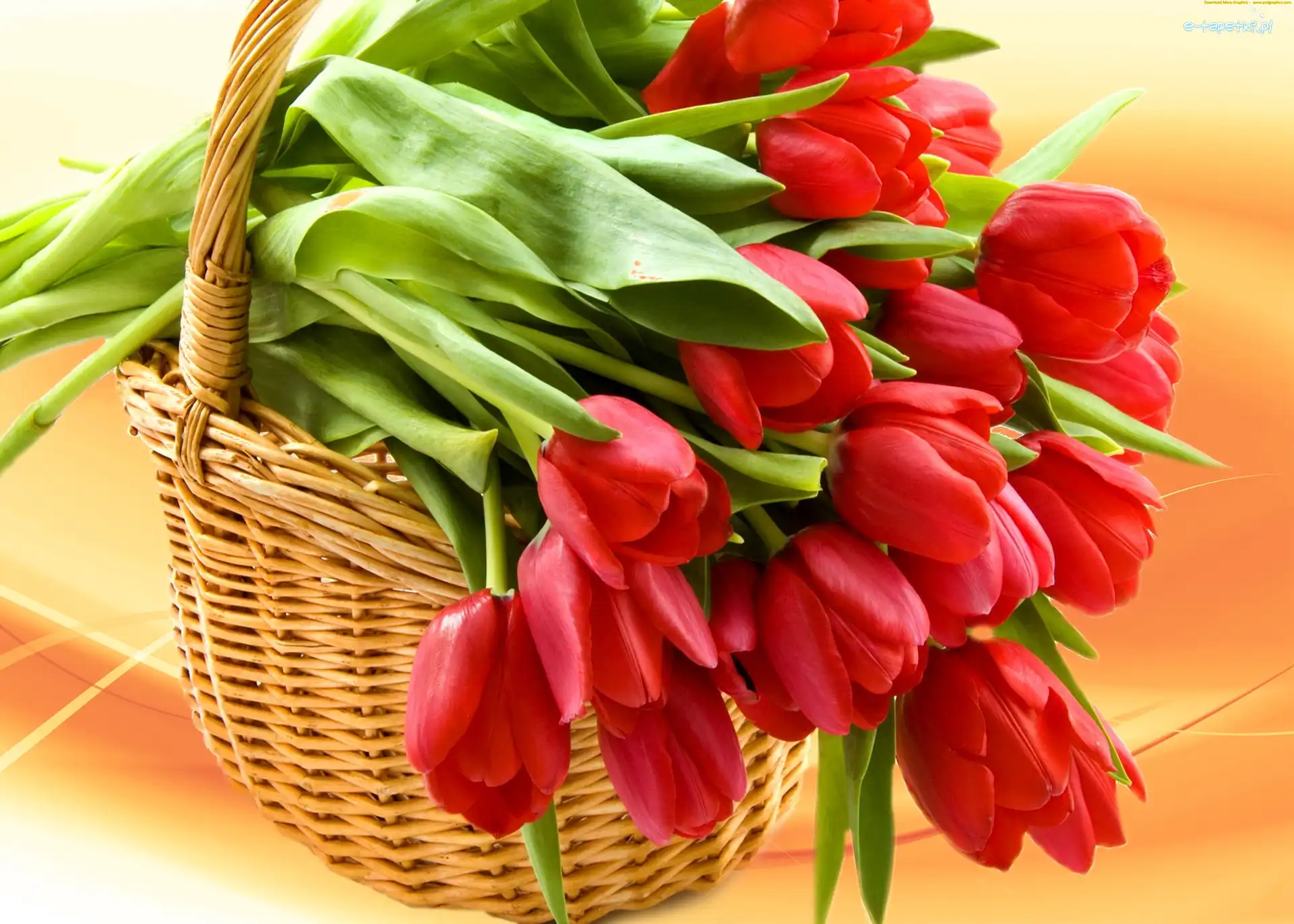 Tulipany, Czerwone, Koszyk