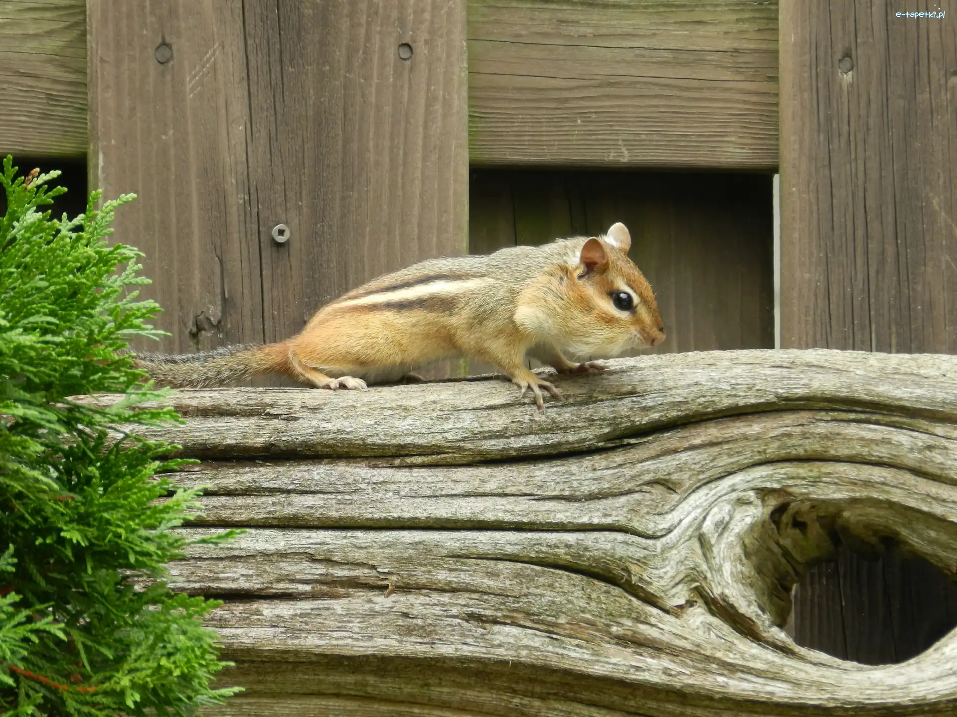 Drzewo, Chipmunk