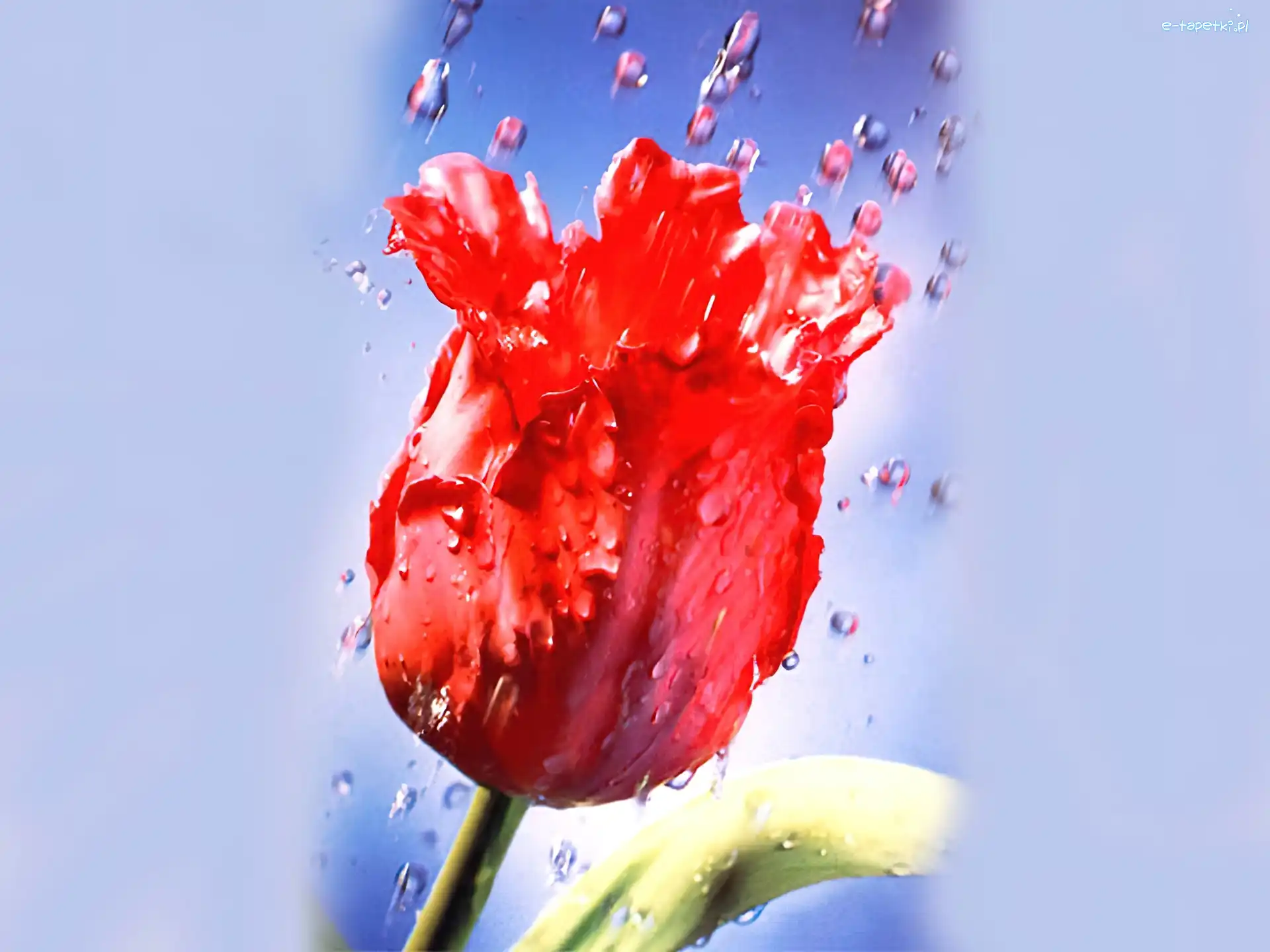 Deszcz, Tulipan, Czerwony