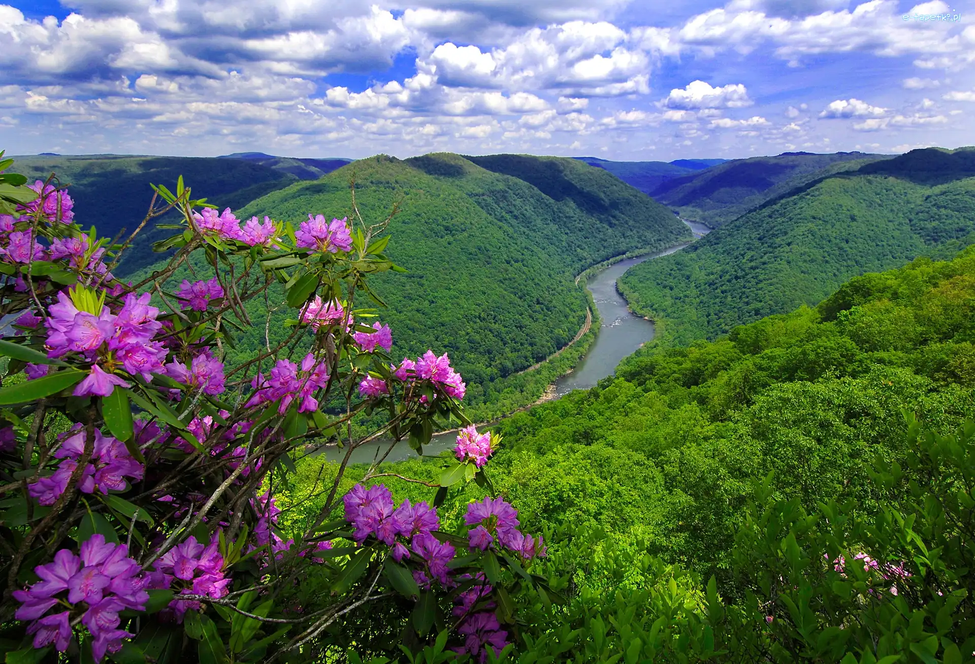 Rzeka, Rododendron, Kwitnący, Góry