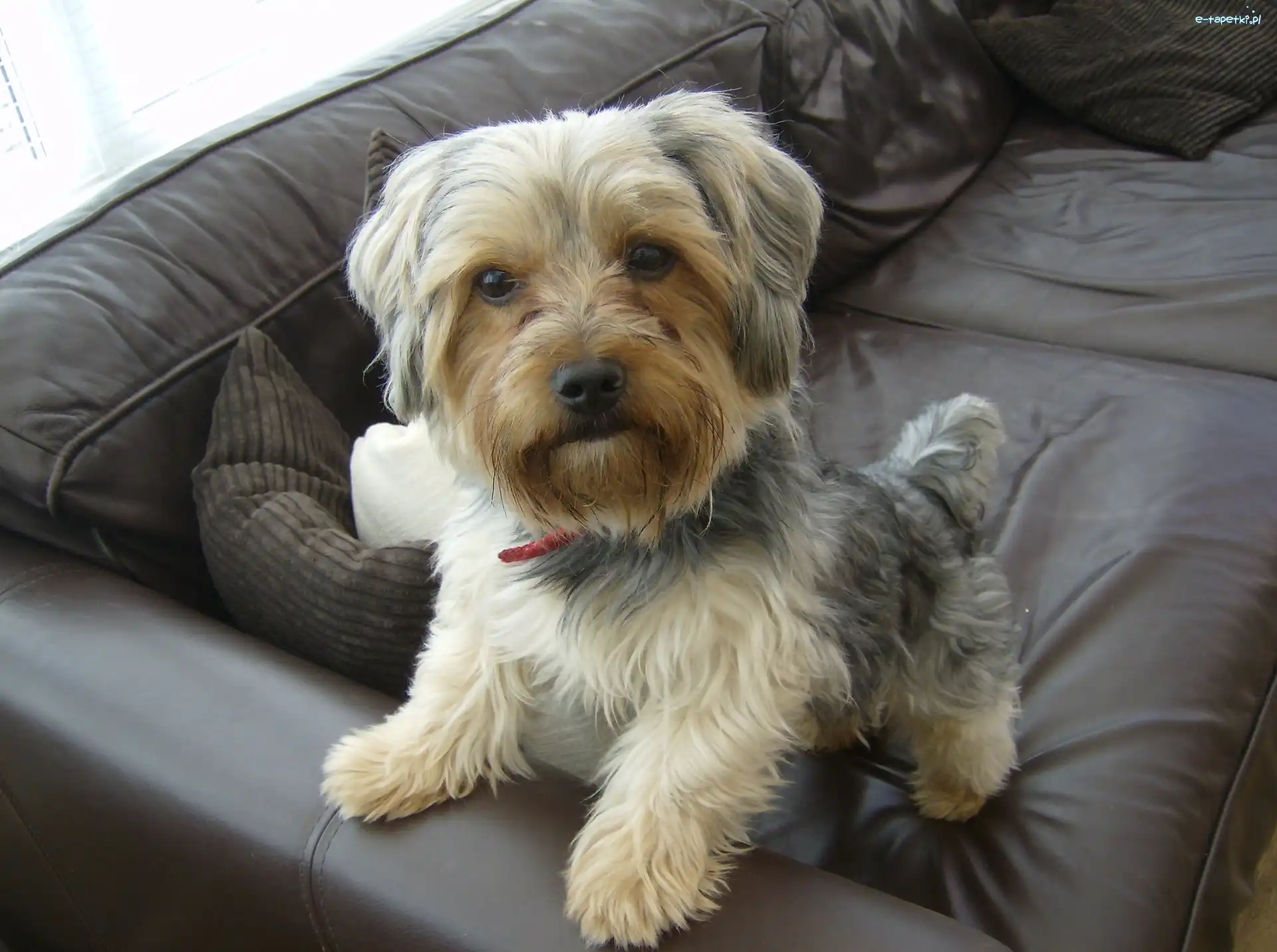 Kanapa, Czarna, Yorkshire Terrier
