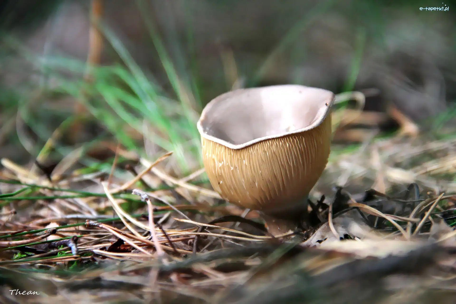 Trawa, Blaszki, Grzyb