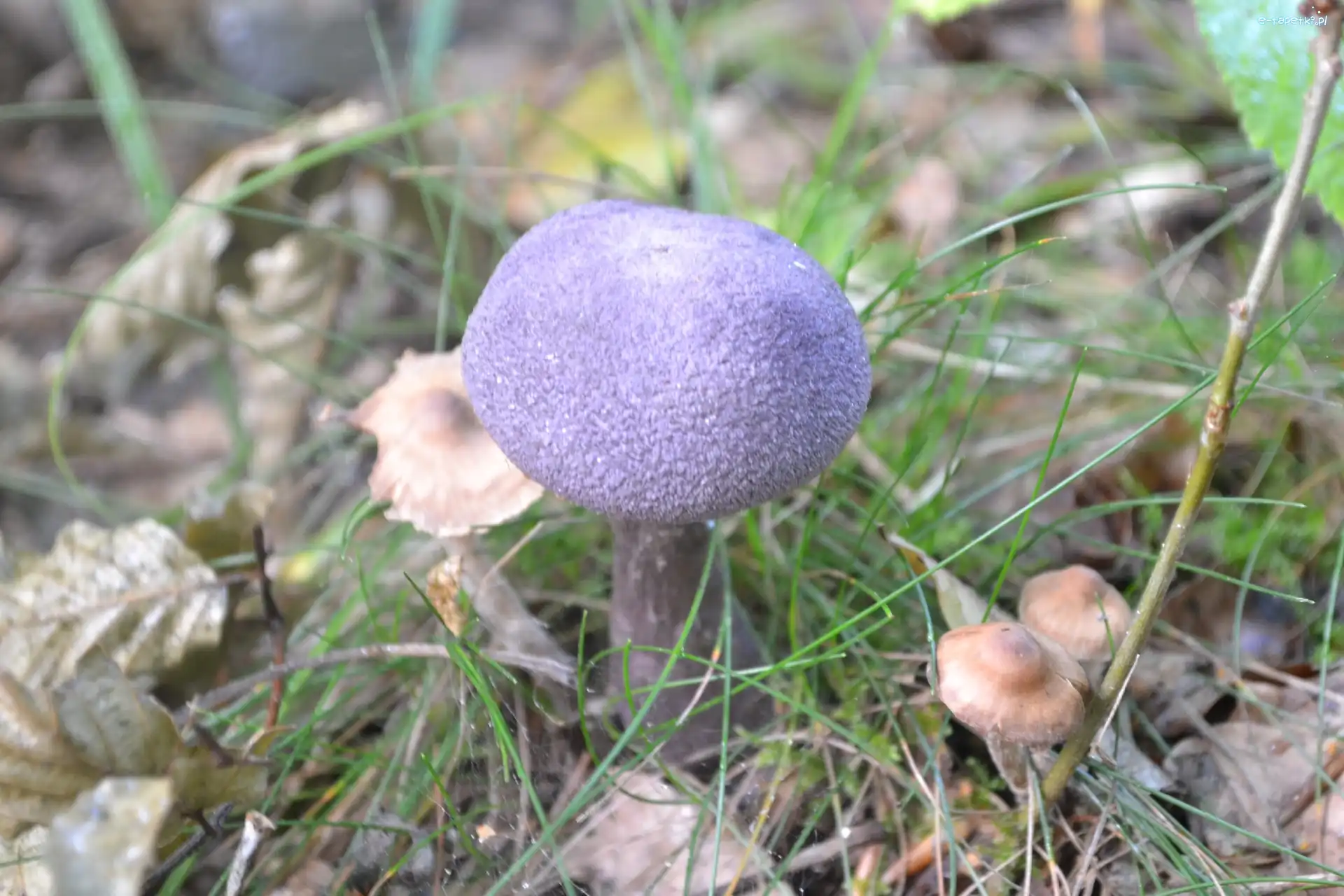 Grzybek, Leśne, Runo, Niebieski