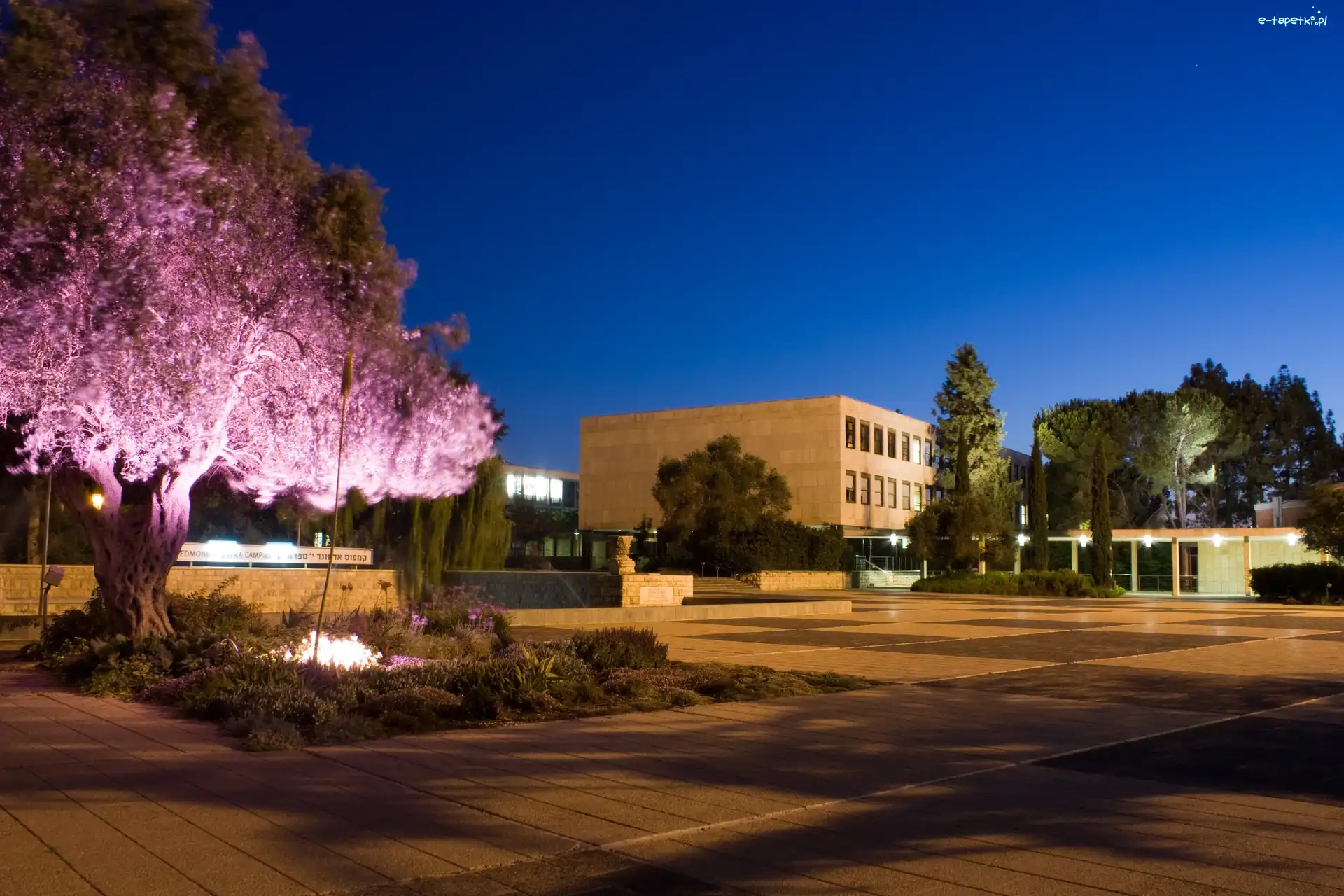 Uniwersytet, Podświetlone, Jerozolima, Noc, Drzewo