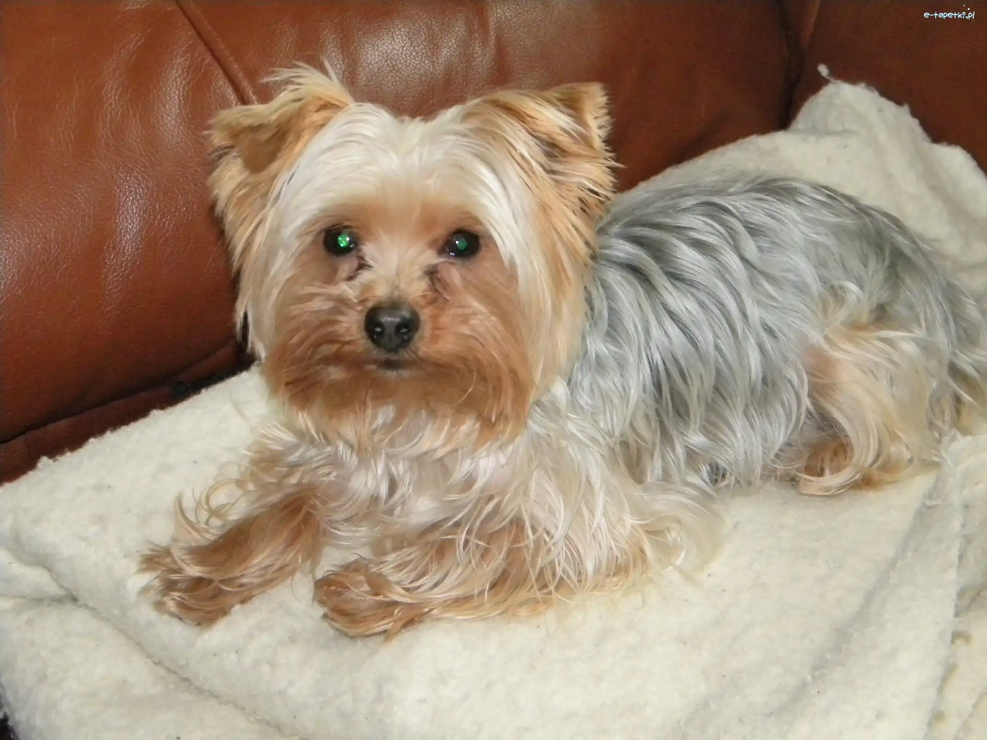 Kanapa, Yorkshire Terrier