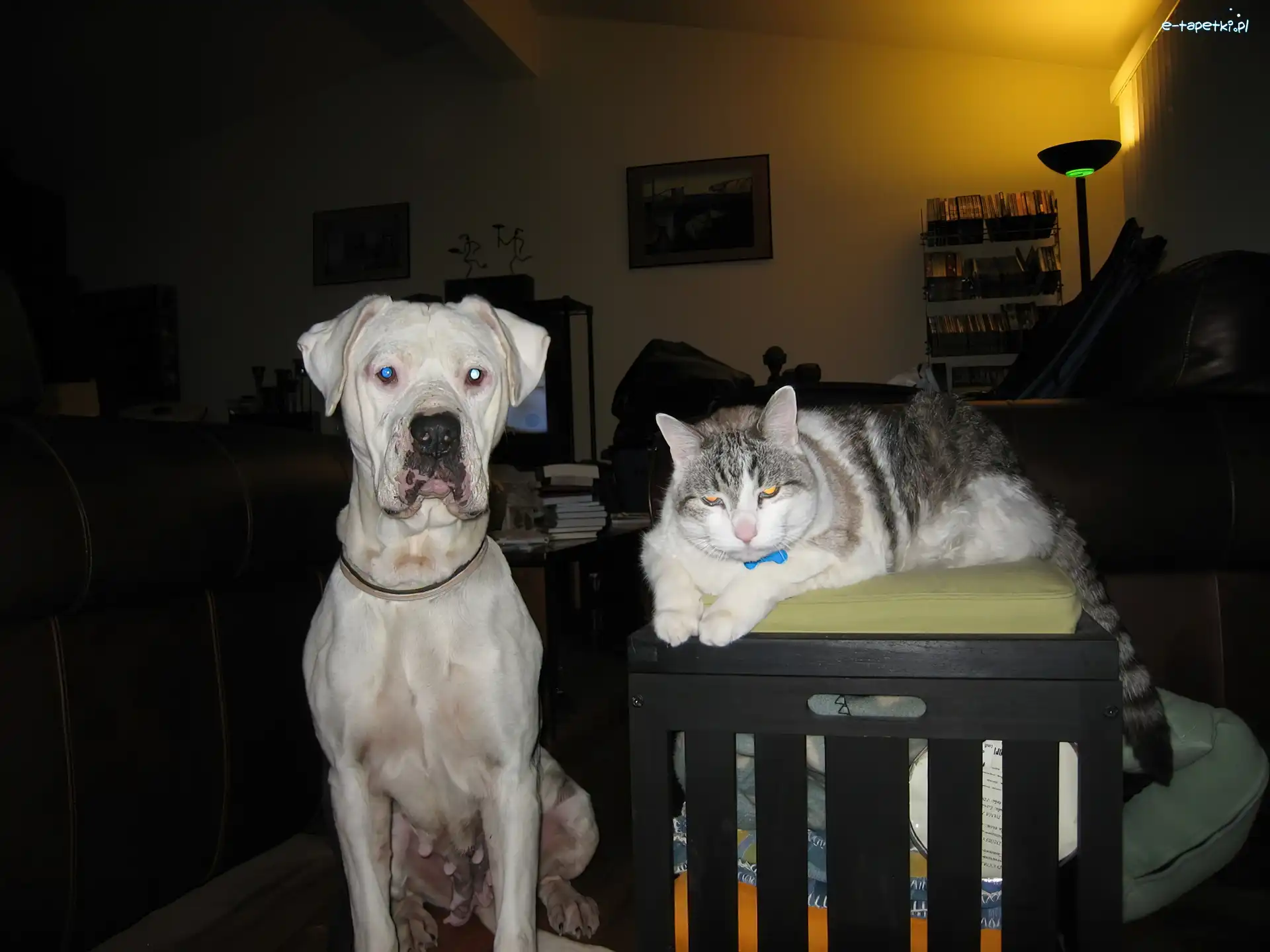 Amstaff, Kotek