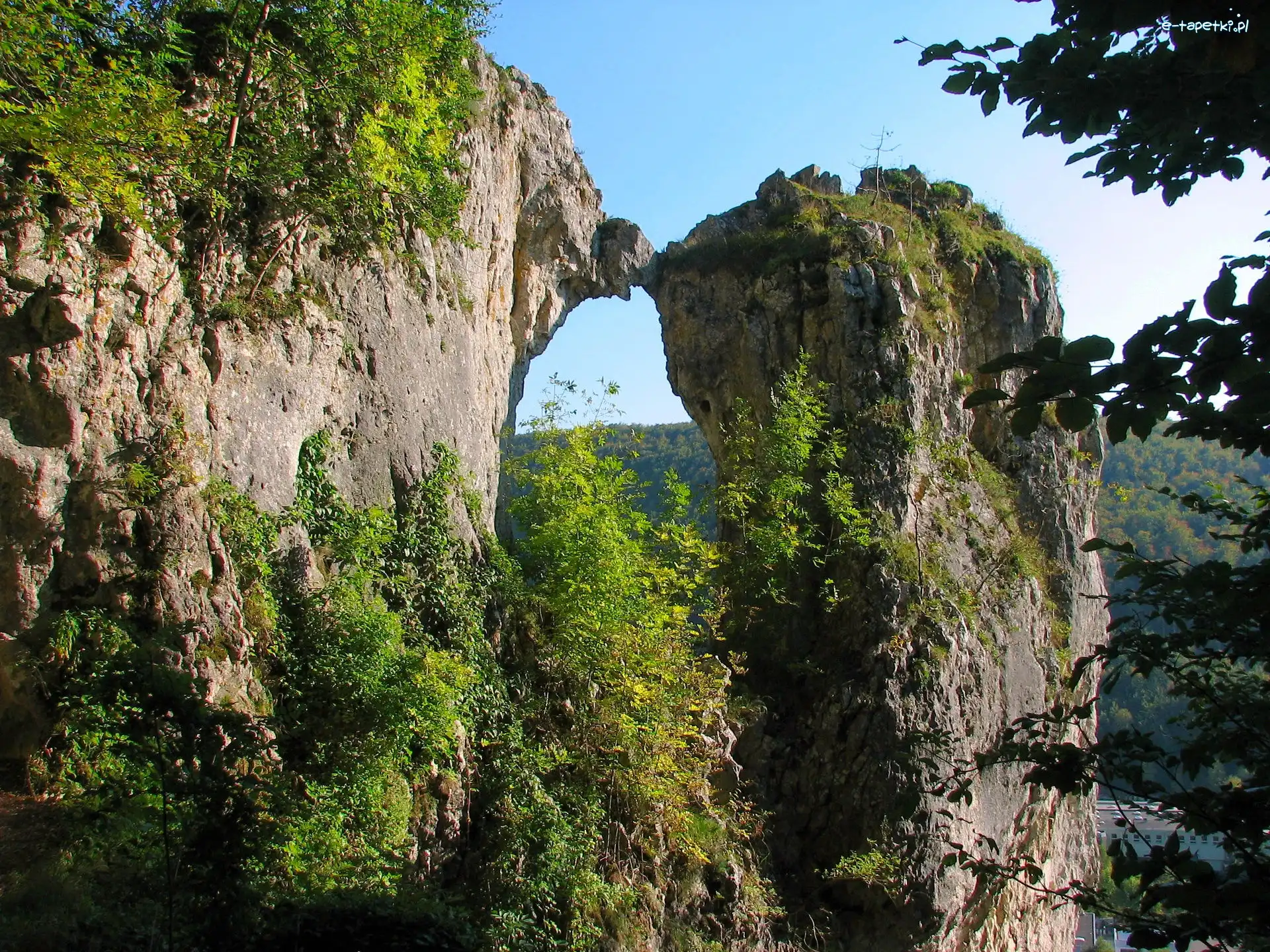 Skała, Drzewa