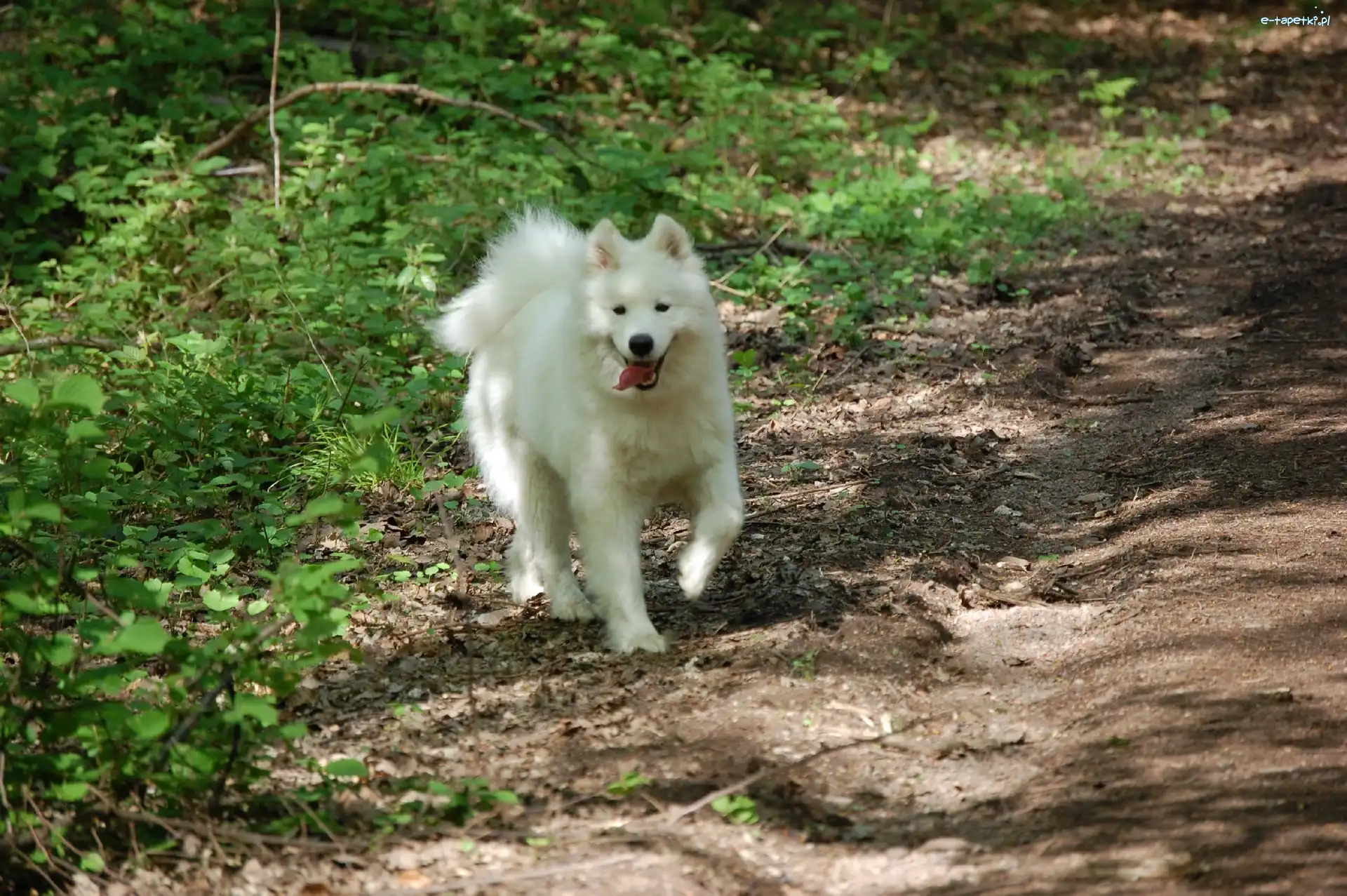 Samojed, Zieleń, Ziemia, Piesek
