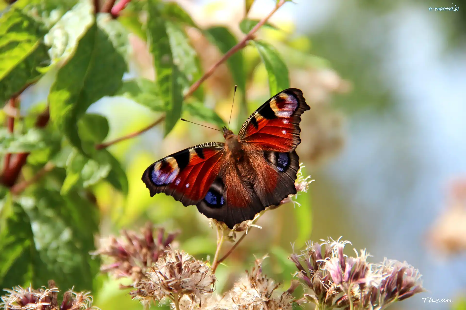 Kwiaty, Rusałka Pawik, Motyl