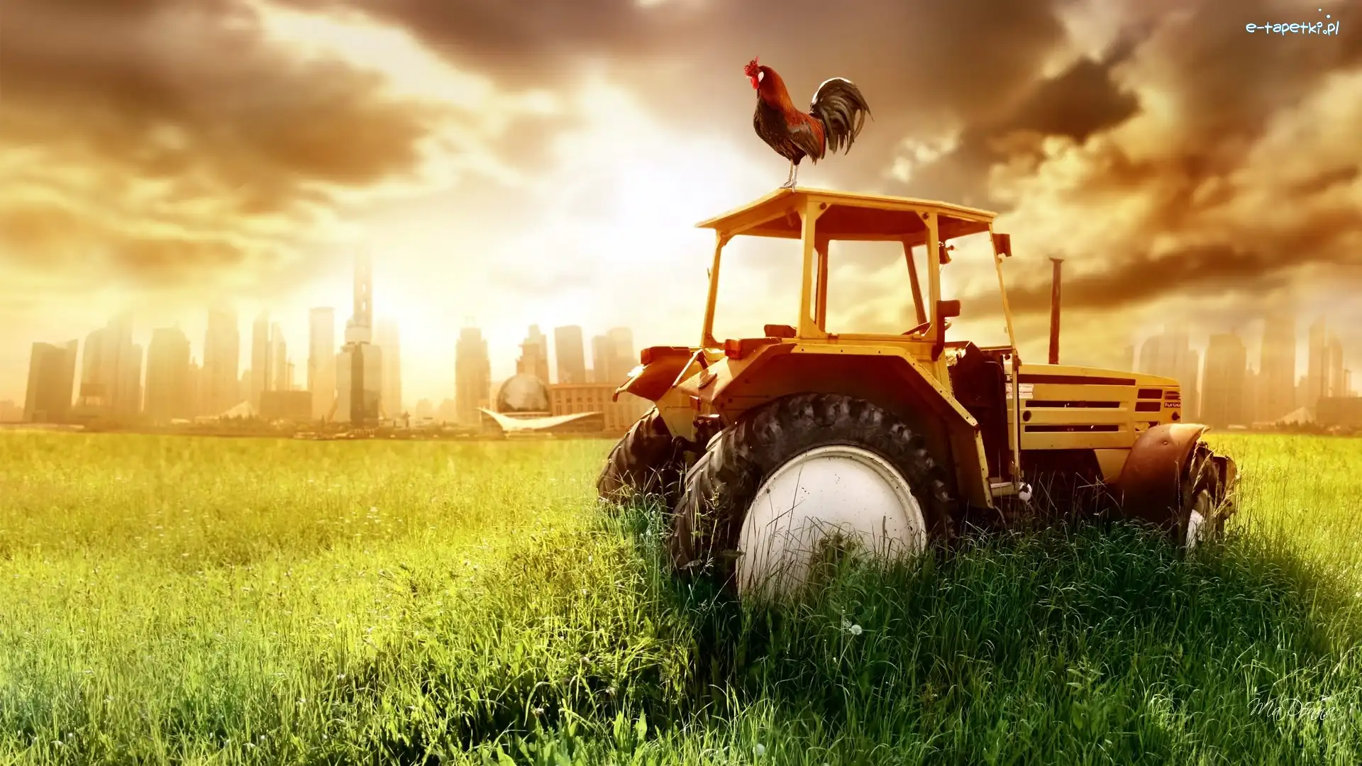 Słońca, Kogut, Traktor, Zachód