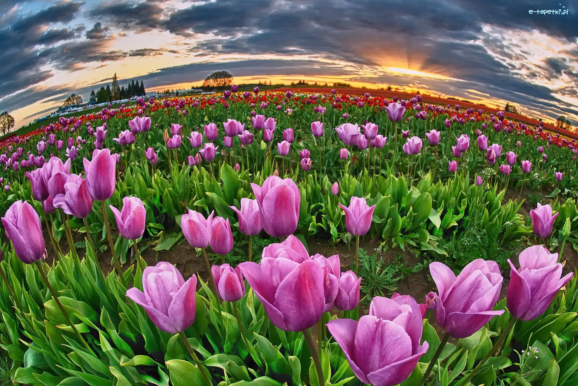 Słońca, Tulipanów, Uprawa, Zachód