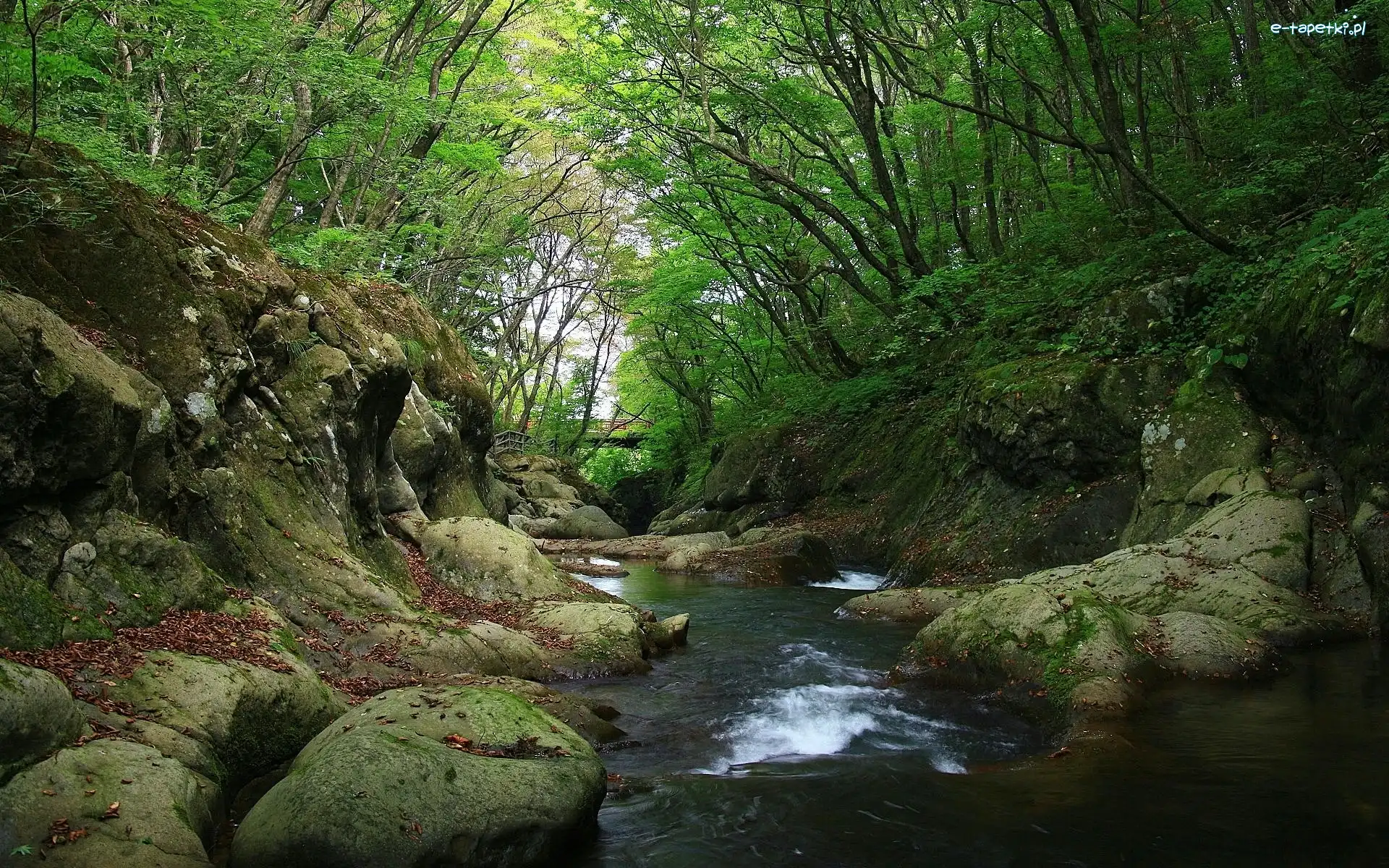 Las, Kamienie, Rzeka