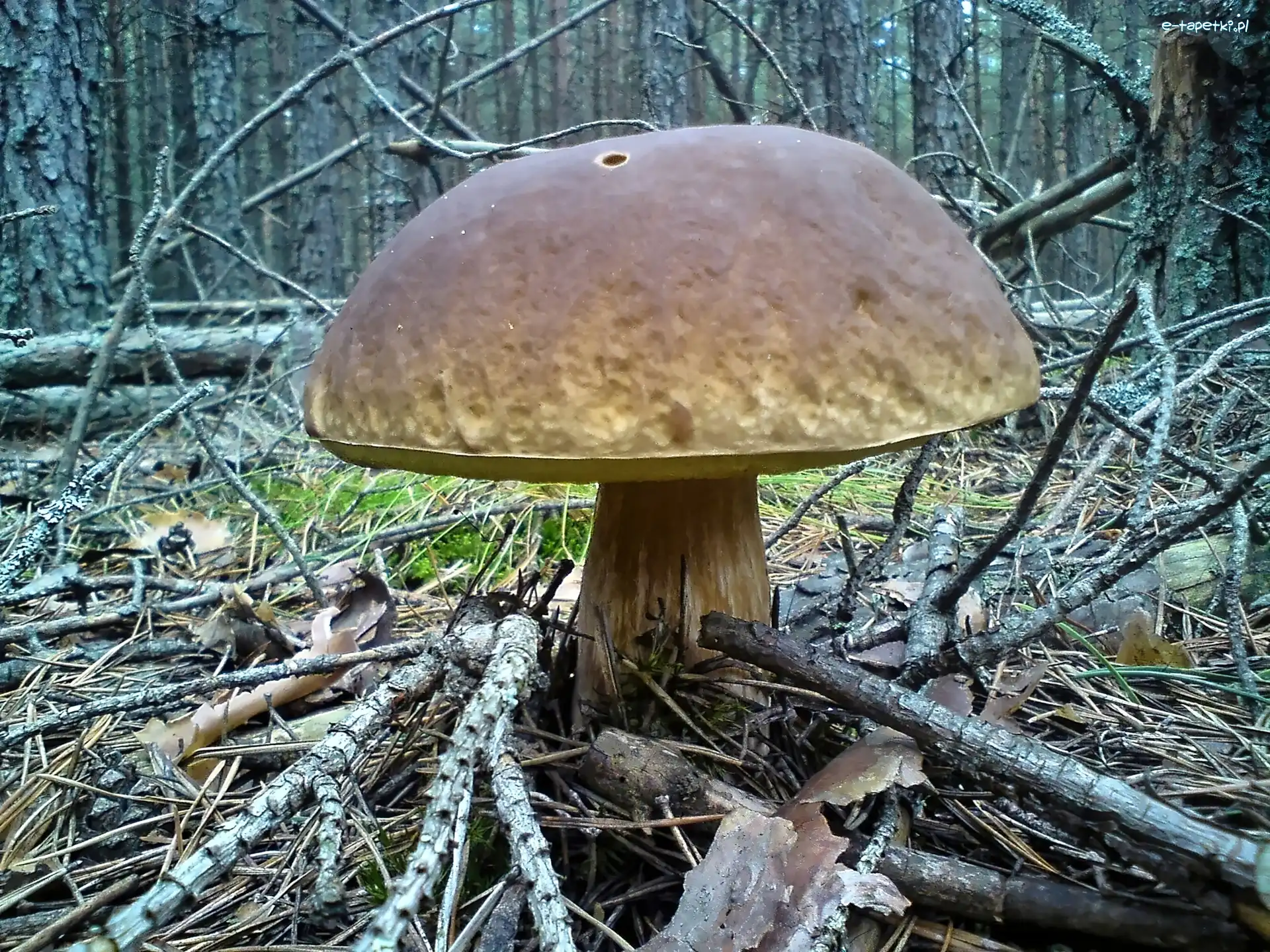 Bory, Las, Tucholskie, Prawdziwek, Grzyb