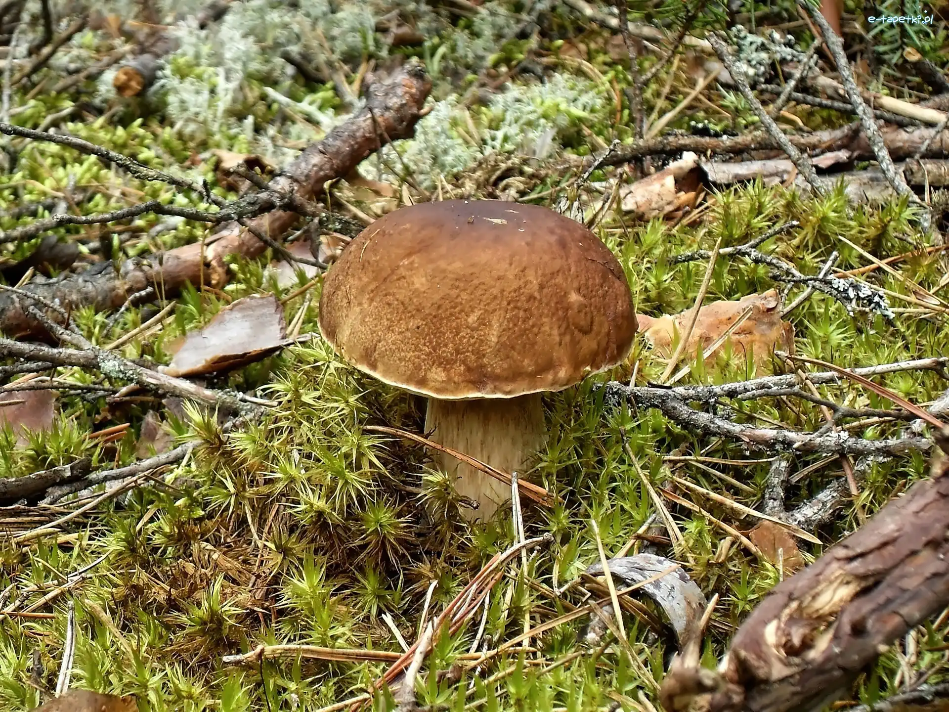 Kociewie, Grzyby, Las, Borowik, Prawdziwek