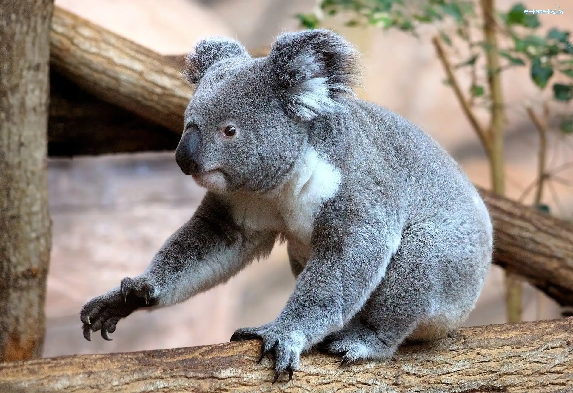 Drzewo, Koala, Miś
