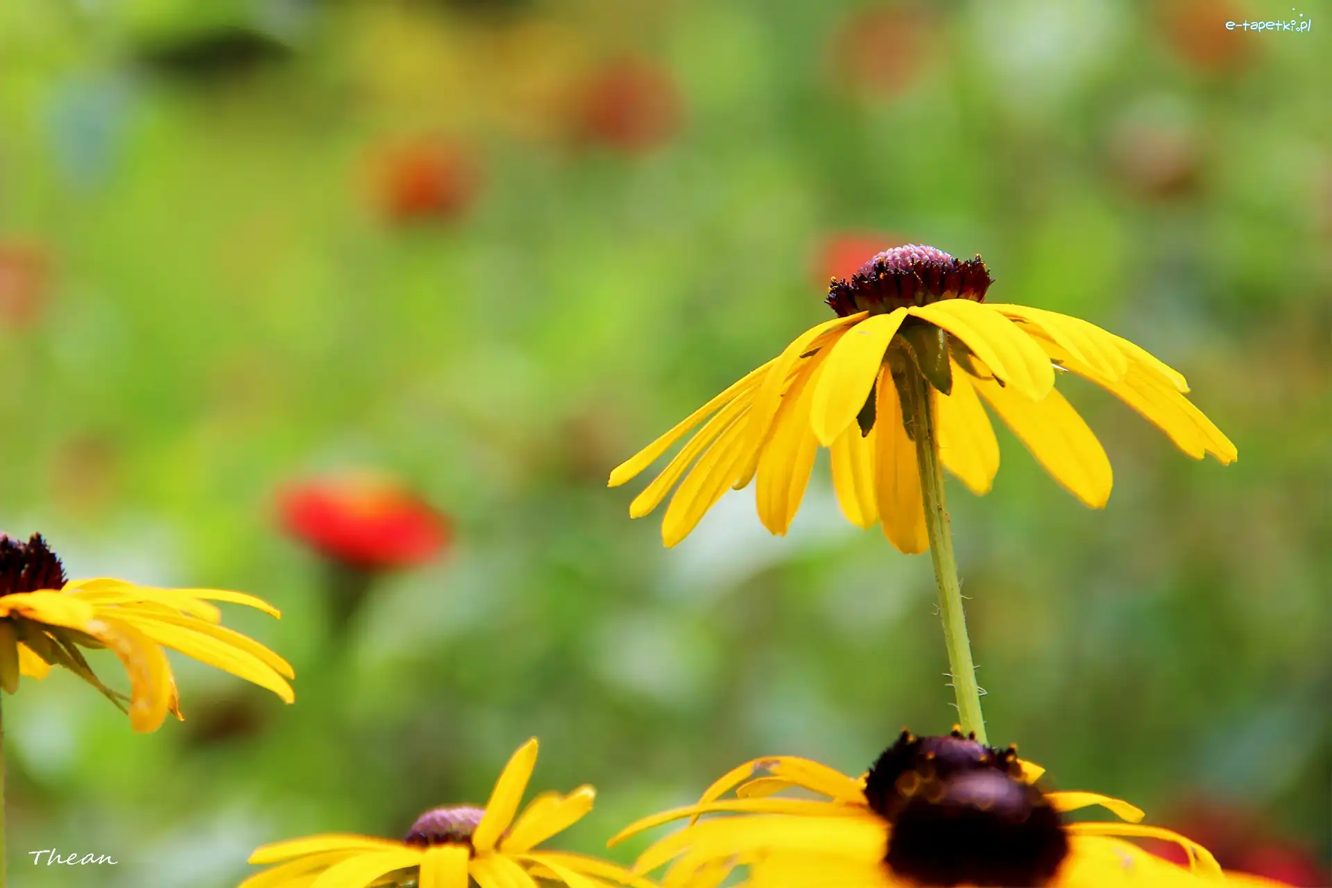 Rudbekia, Kwiaty, Żółte