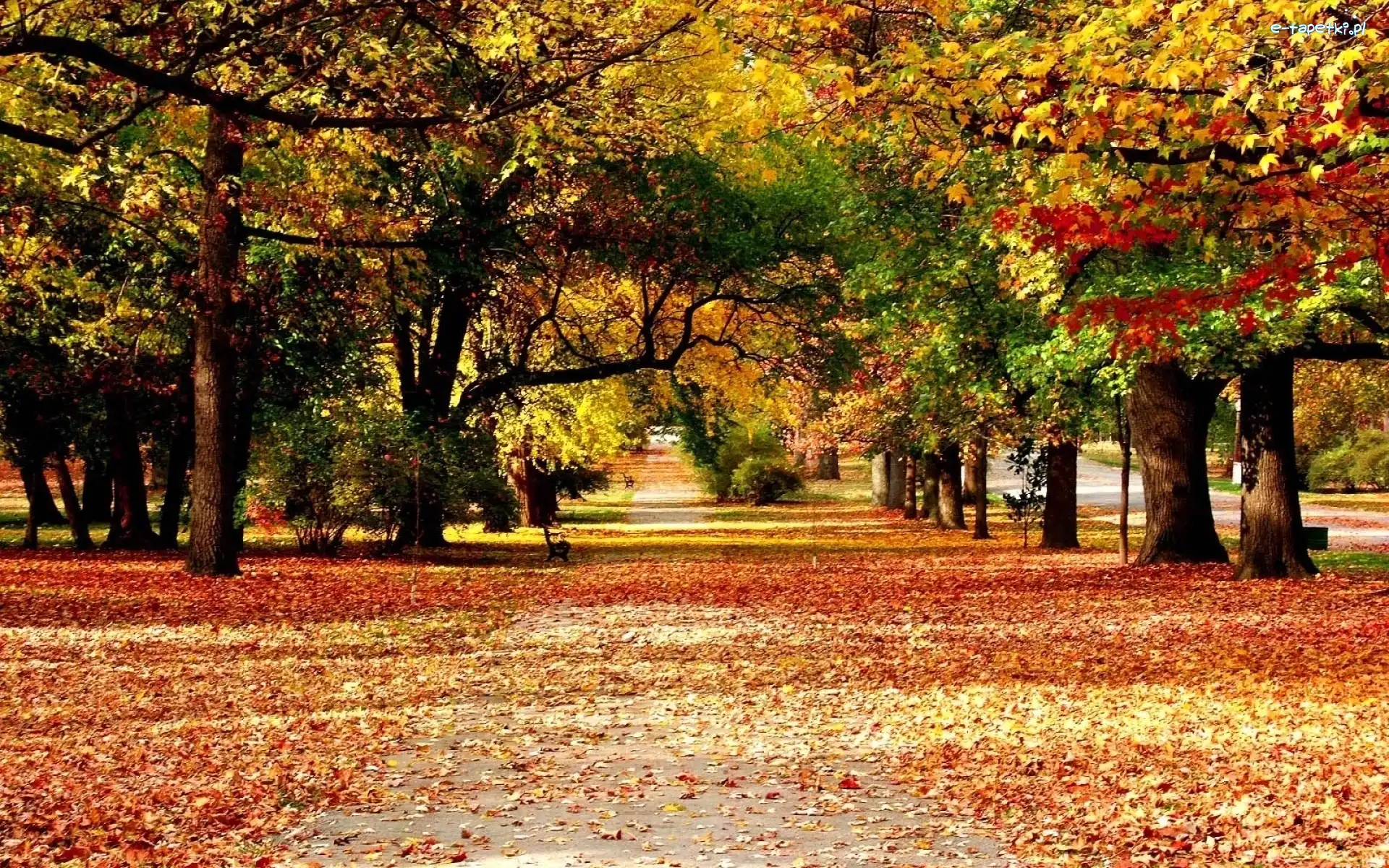 Liście, Drzewa, Park