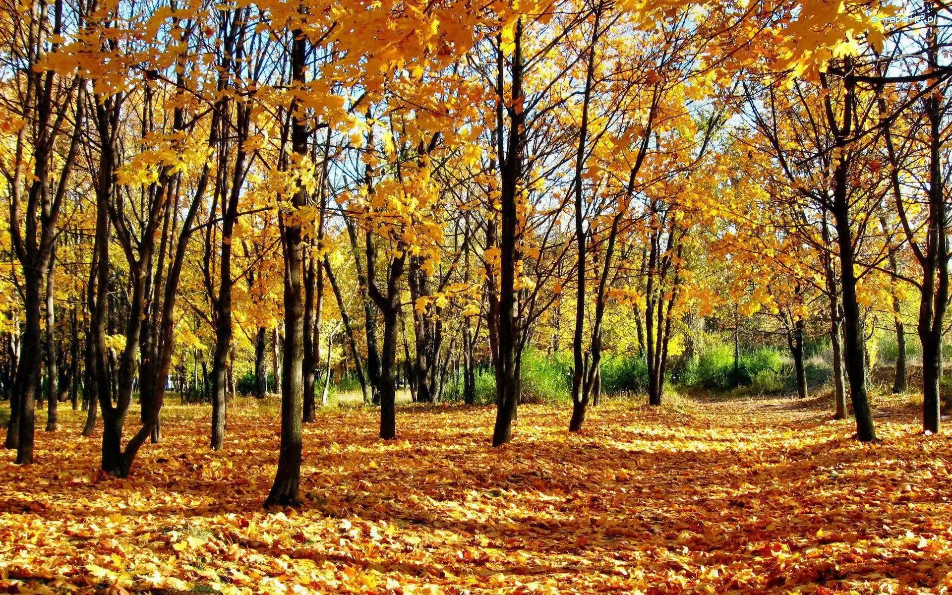 Drzewa, Jesień, Liście, Park