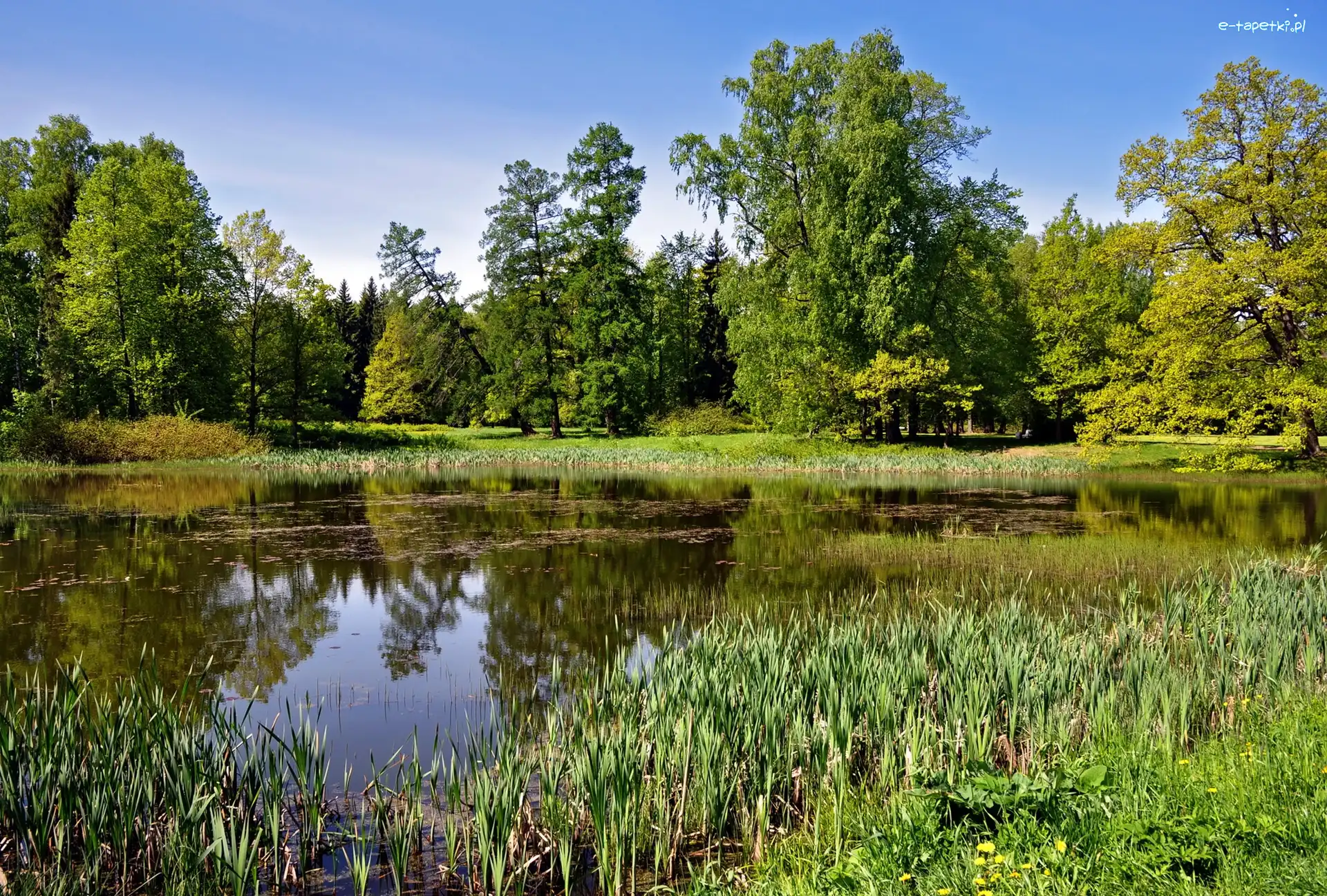 Staw, Zieleń, Drzewa, Park