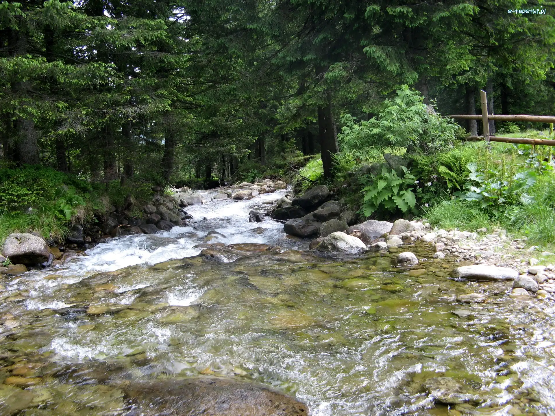 Zarośla, Kamienie, Woda