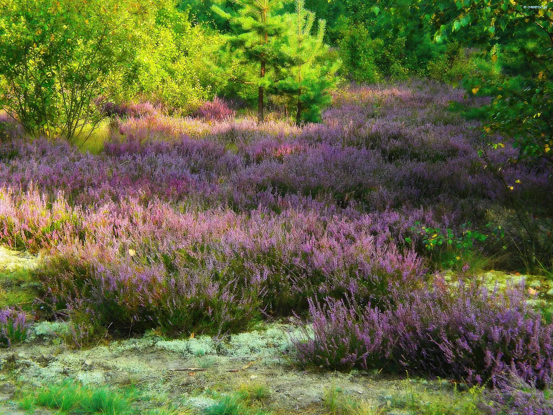 Łąka, Wrzosowisko, Las, Wrzosy