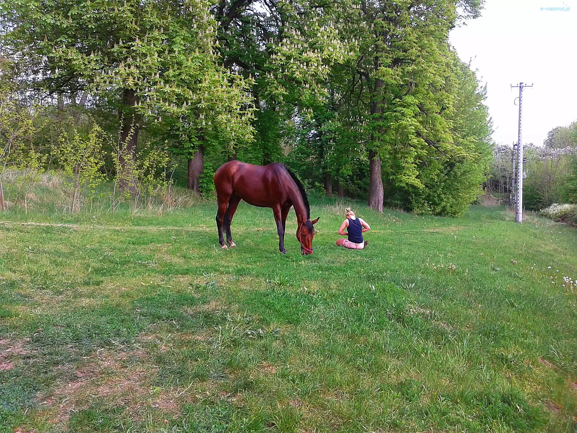 Dziewczyna, Koń, Łąka
