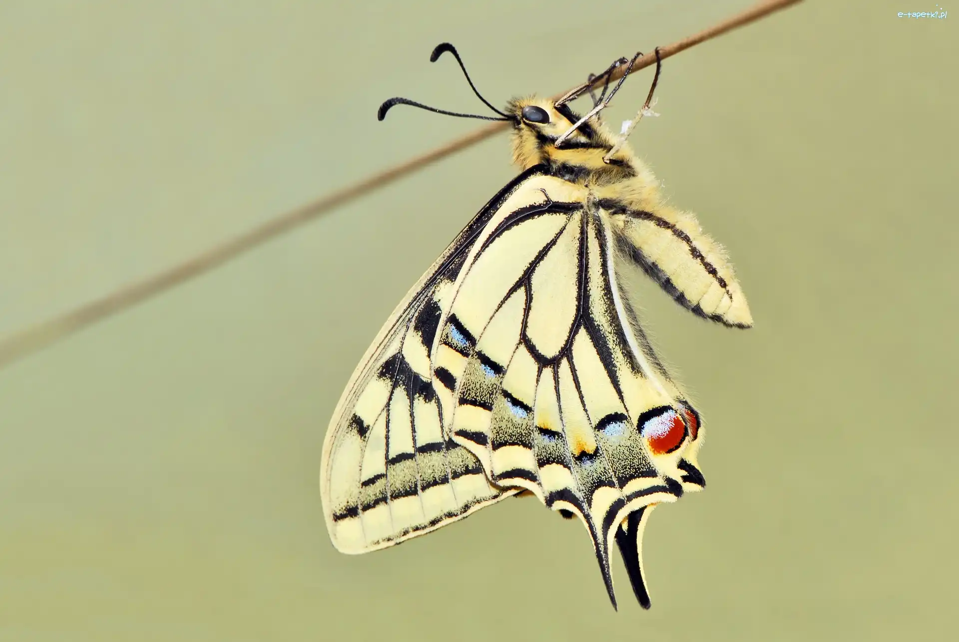 Paź królowej, Motyl
