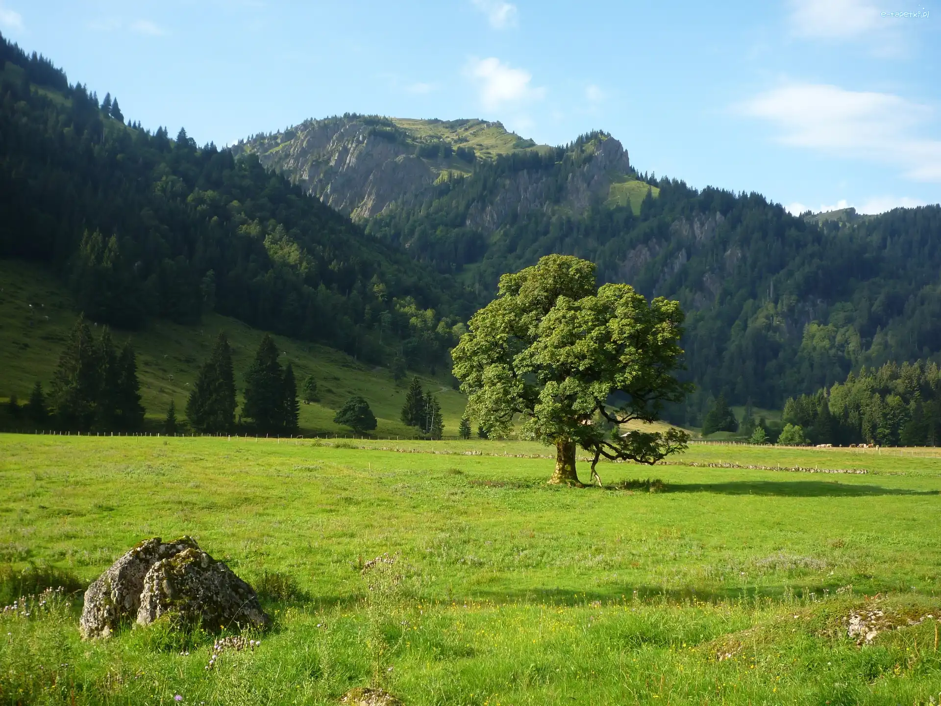 Drzewo, Góry, Zalesione, Łąka