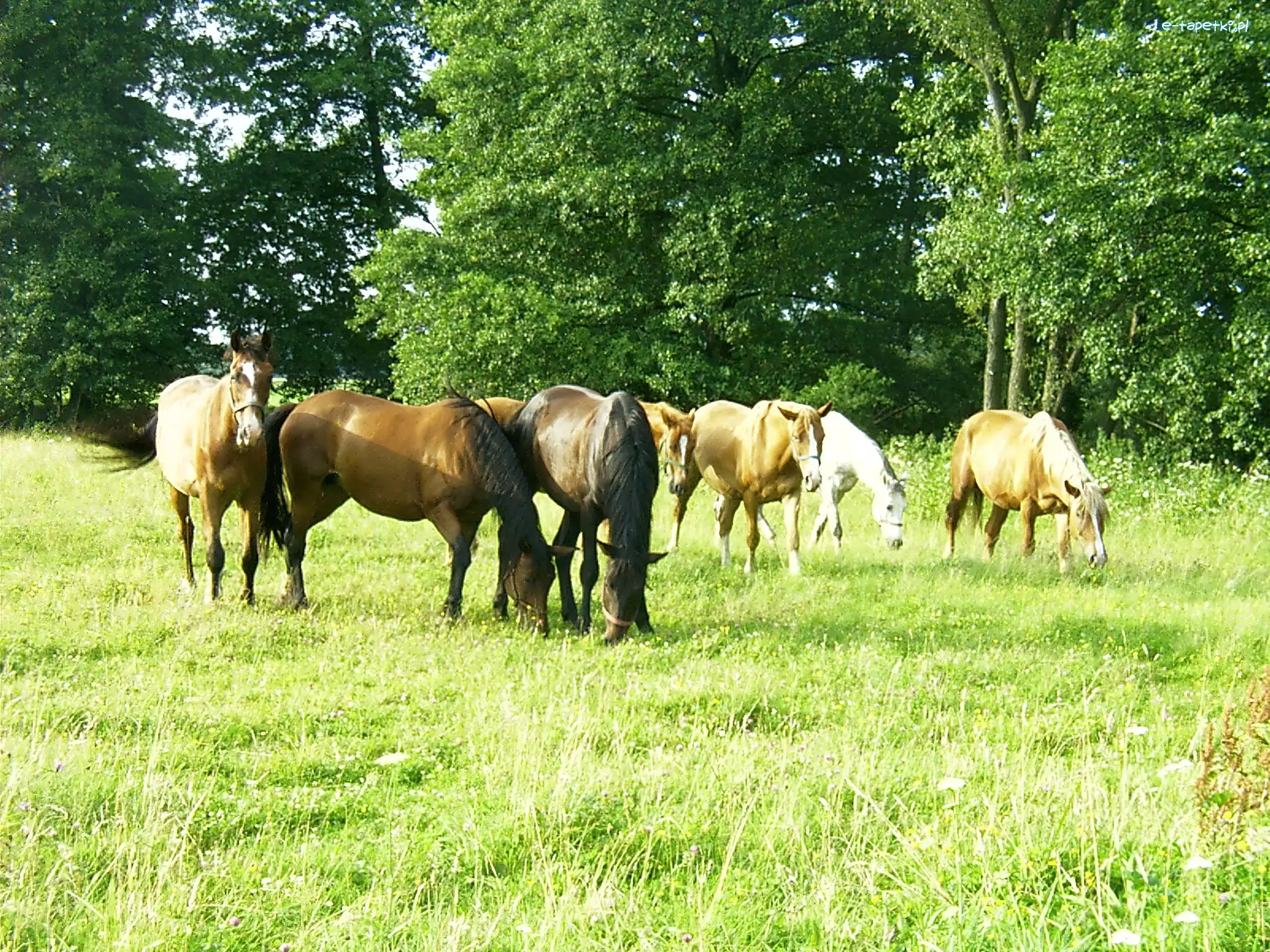 Pastwisko, Konie