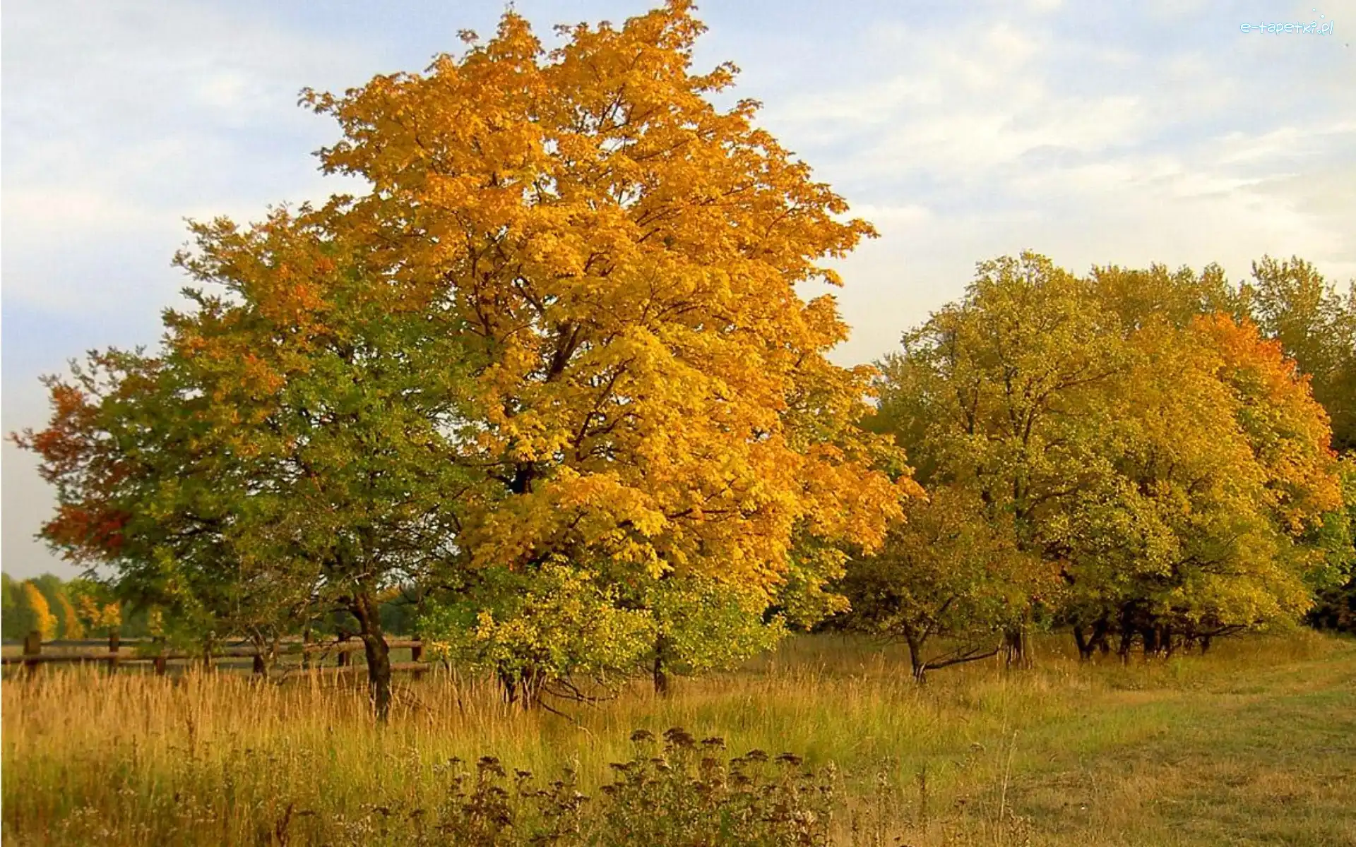 Łąka, Jesień, Drzewa, Pola