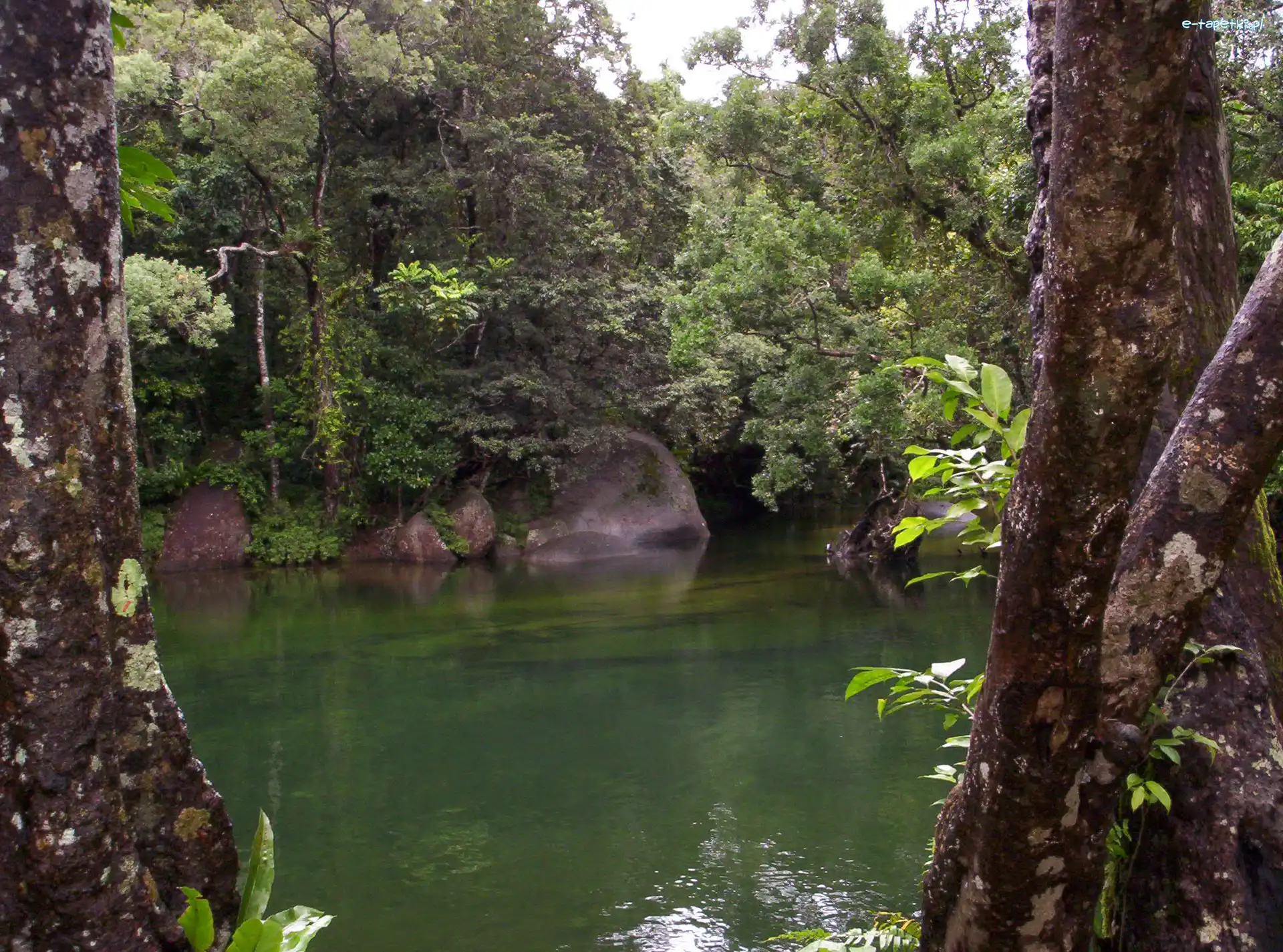 Rzeka, Kamienie, Drzewa, Australia, Babinda