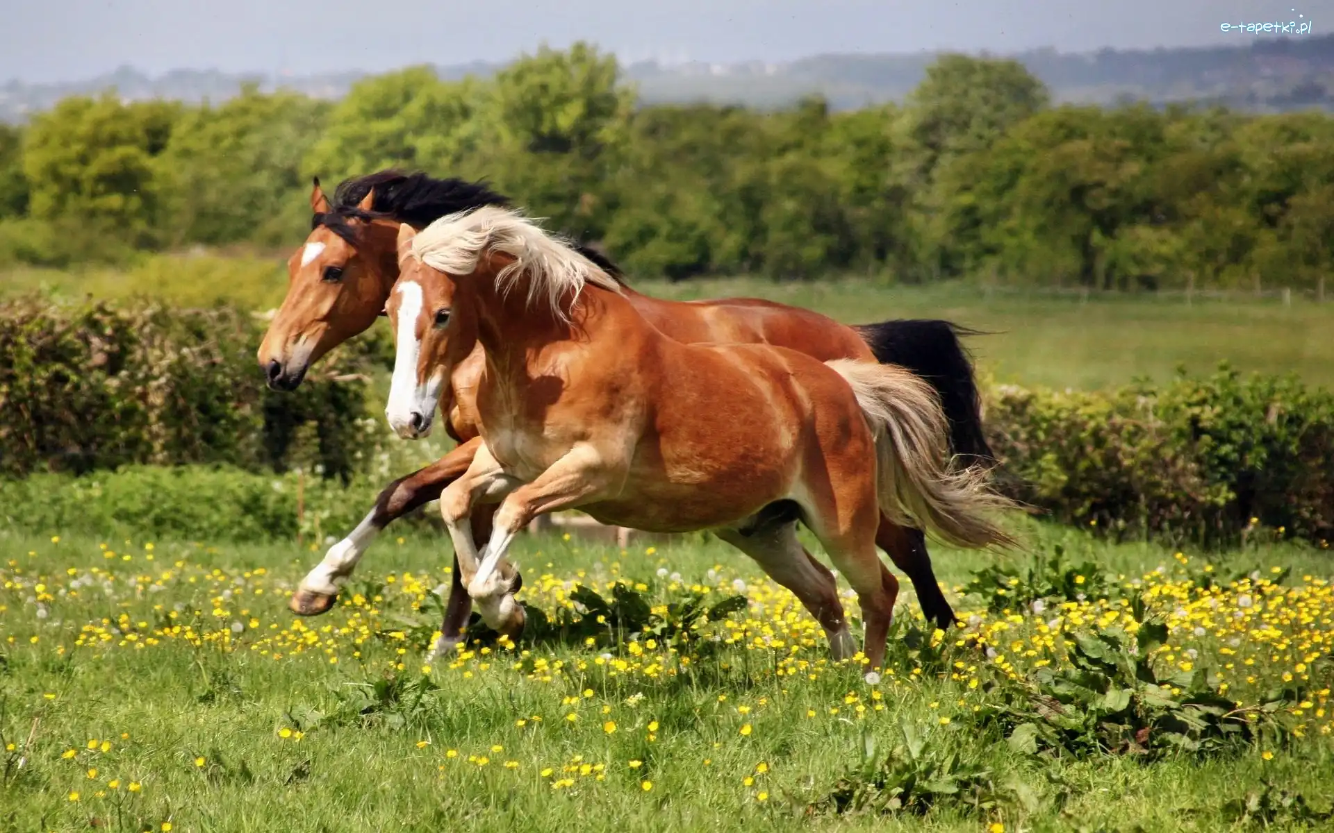 Galop, Konie, Łąka