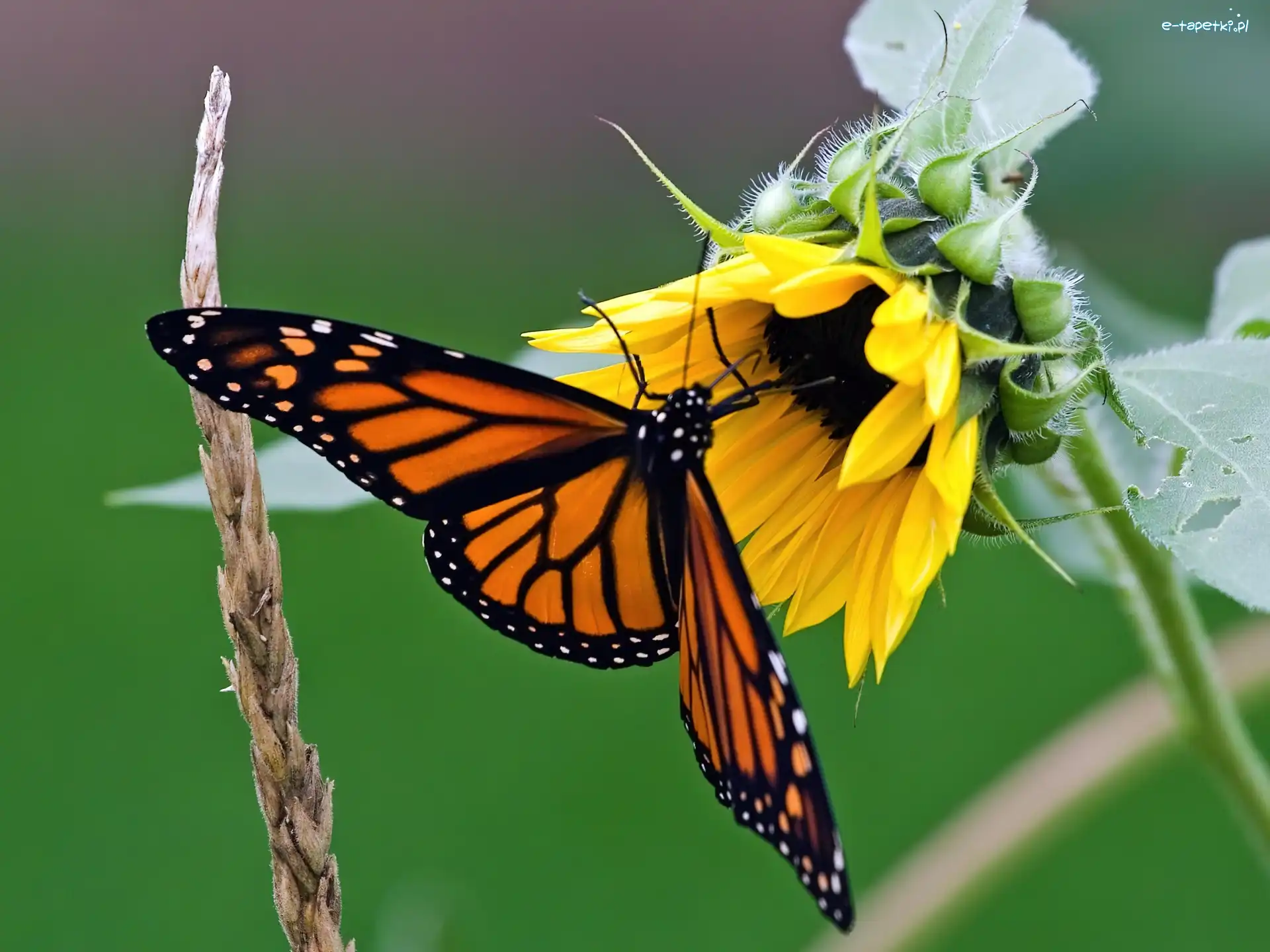 Słonecznik, Motyl, Monarcha