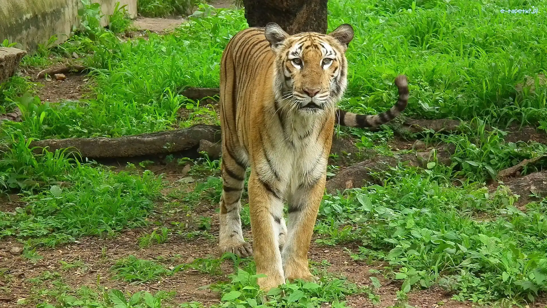 Trawa, Bengalski, Tygrys