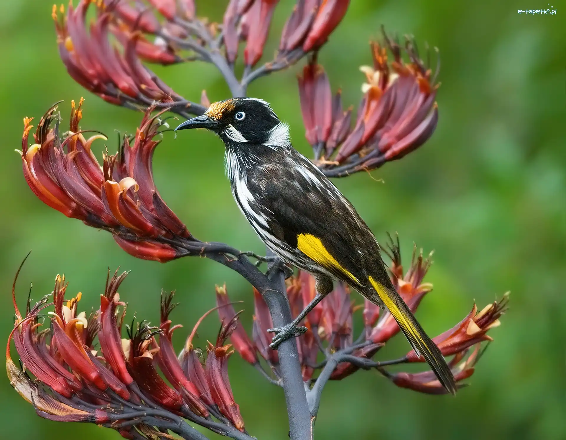 Kwiat, New Holland Honeyeater, Ptaszek