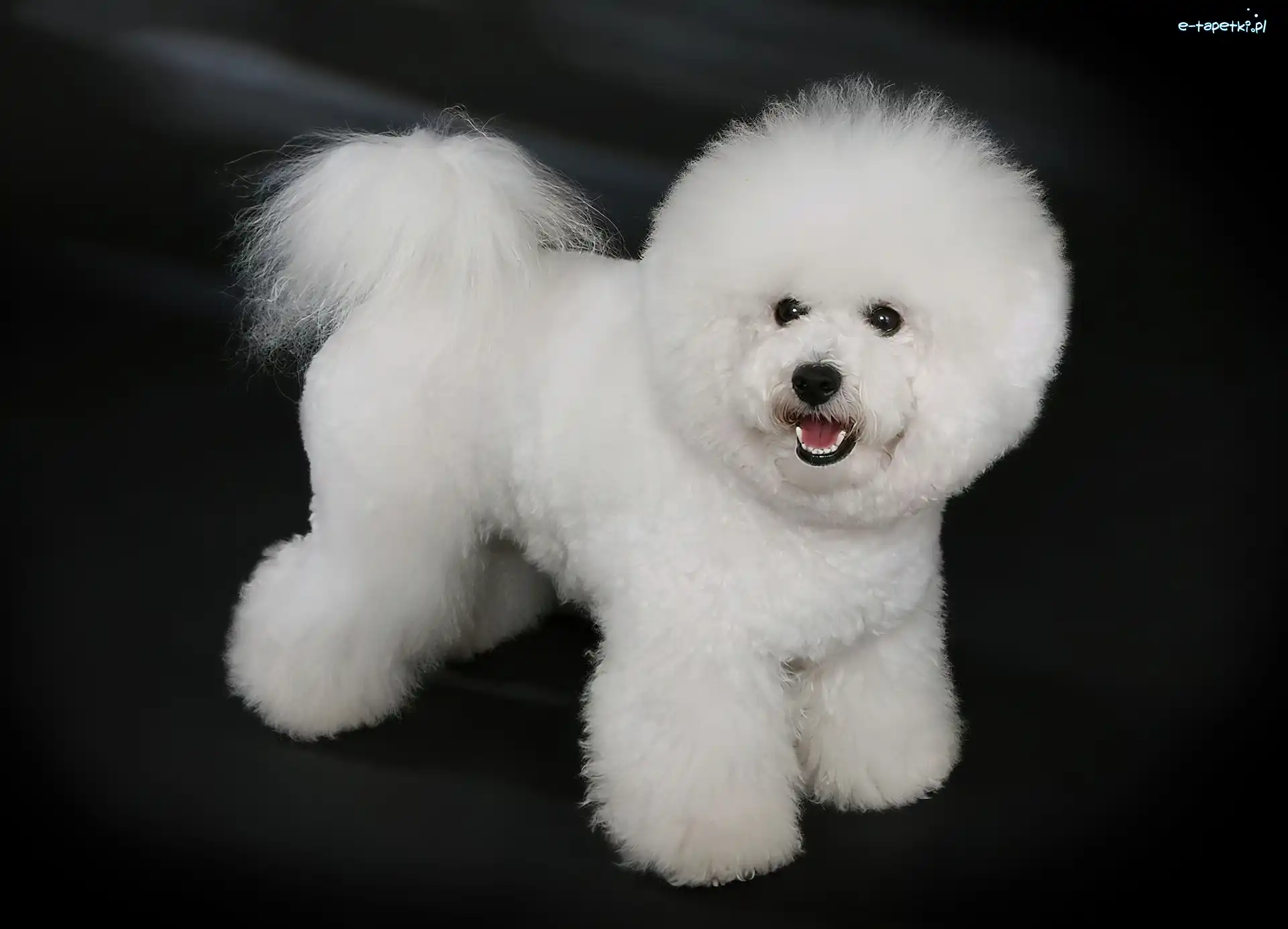 Bichon frise, Piesek