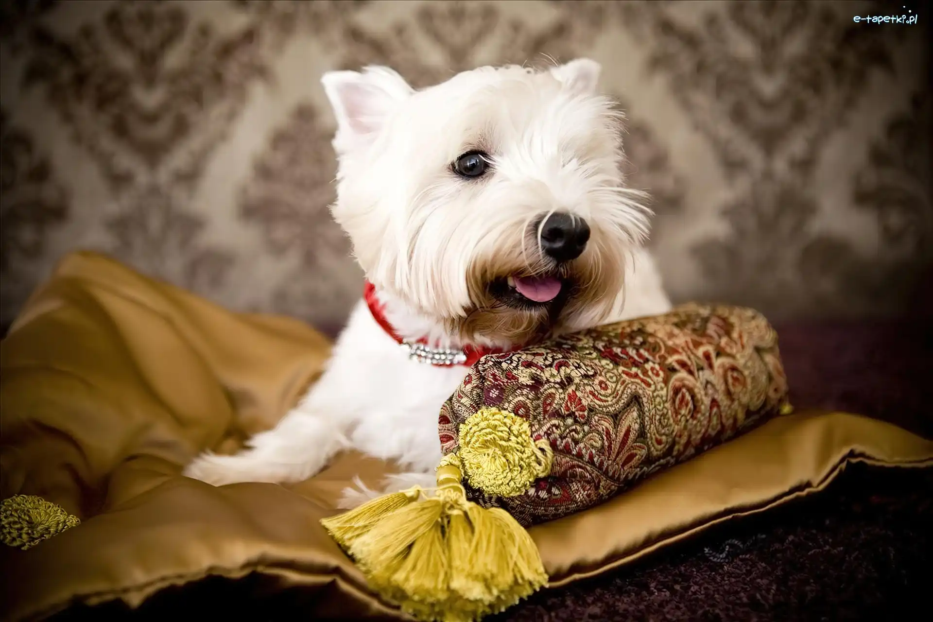 Poduszka, West Highland White Terrier
