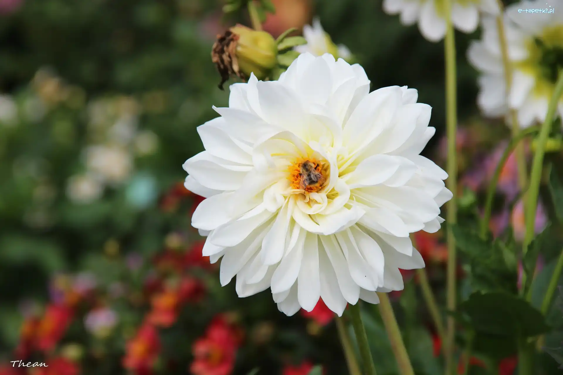 Dalia, Biała