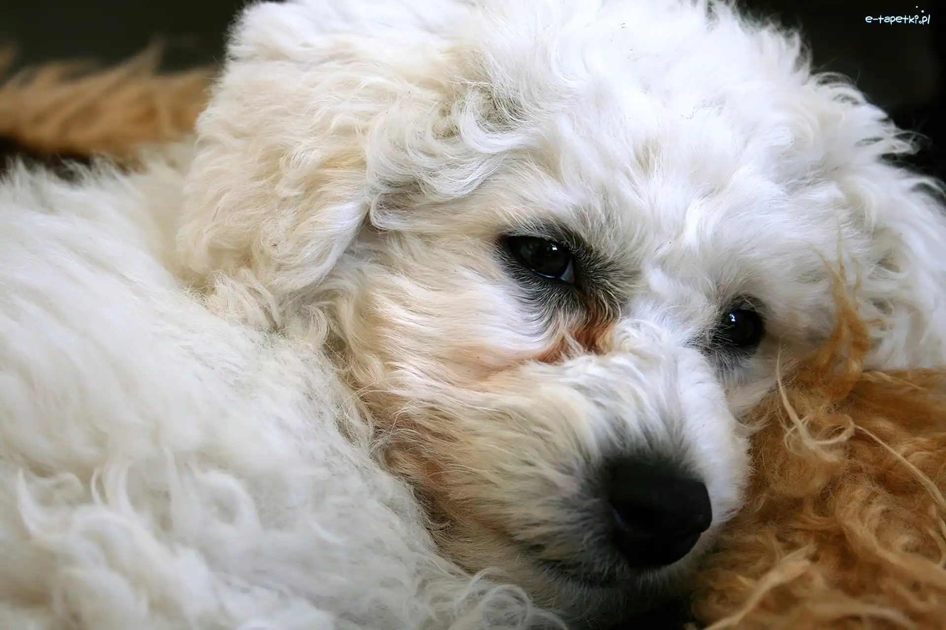 Bichon Frise, Głowa, Piesek